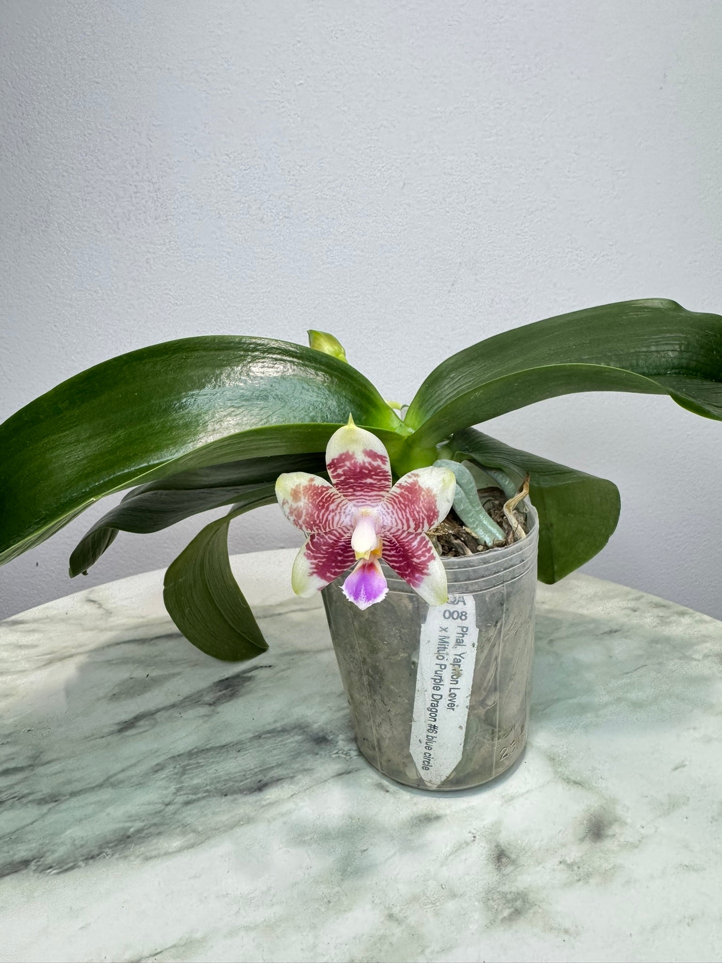 Exact Plant: QA008: Phal. Yaphon Lover x Mituo Purple Dragon #6 blue circle