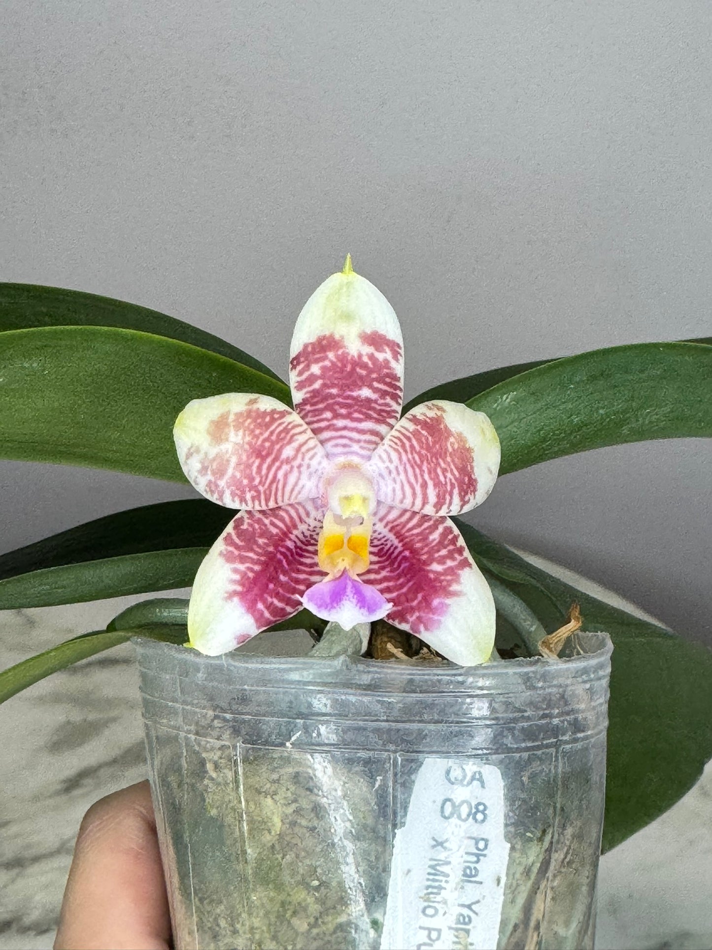 Exact Plant: QA008: Phal. Yaphon Lover x Mituo Purple Dragon #6 blue circle