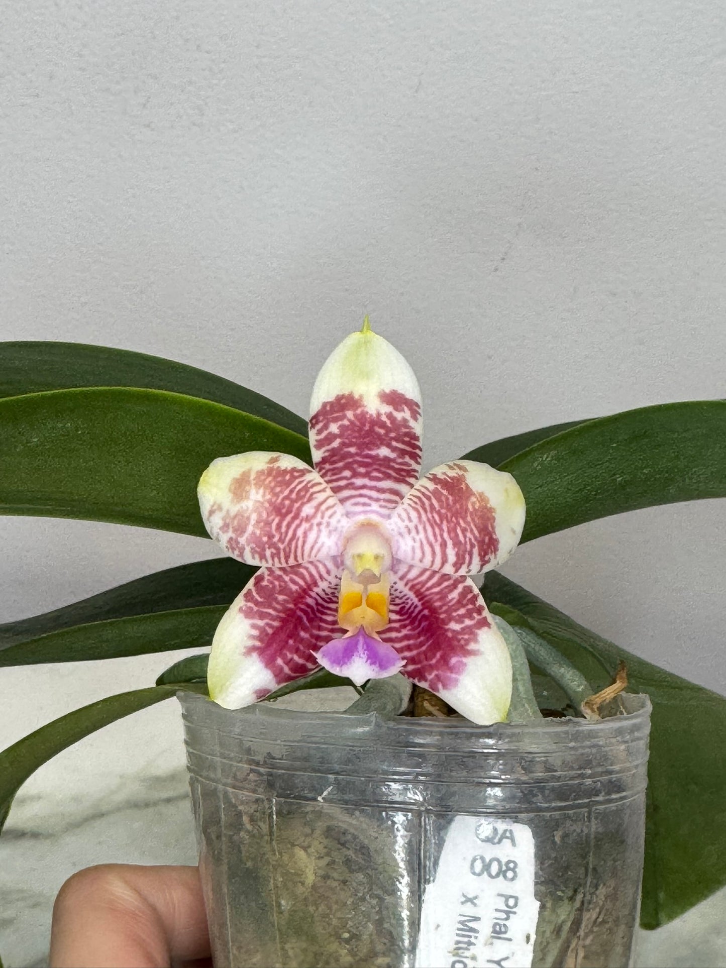 Exact Plant: QA008: Phal. Yaphon Lover x Mituo Purple Dragon #6 blue circle