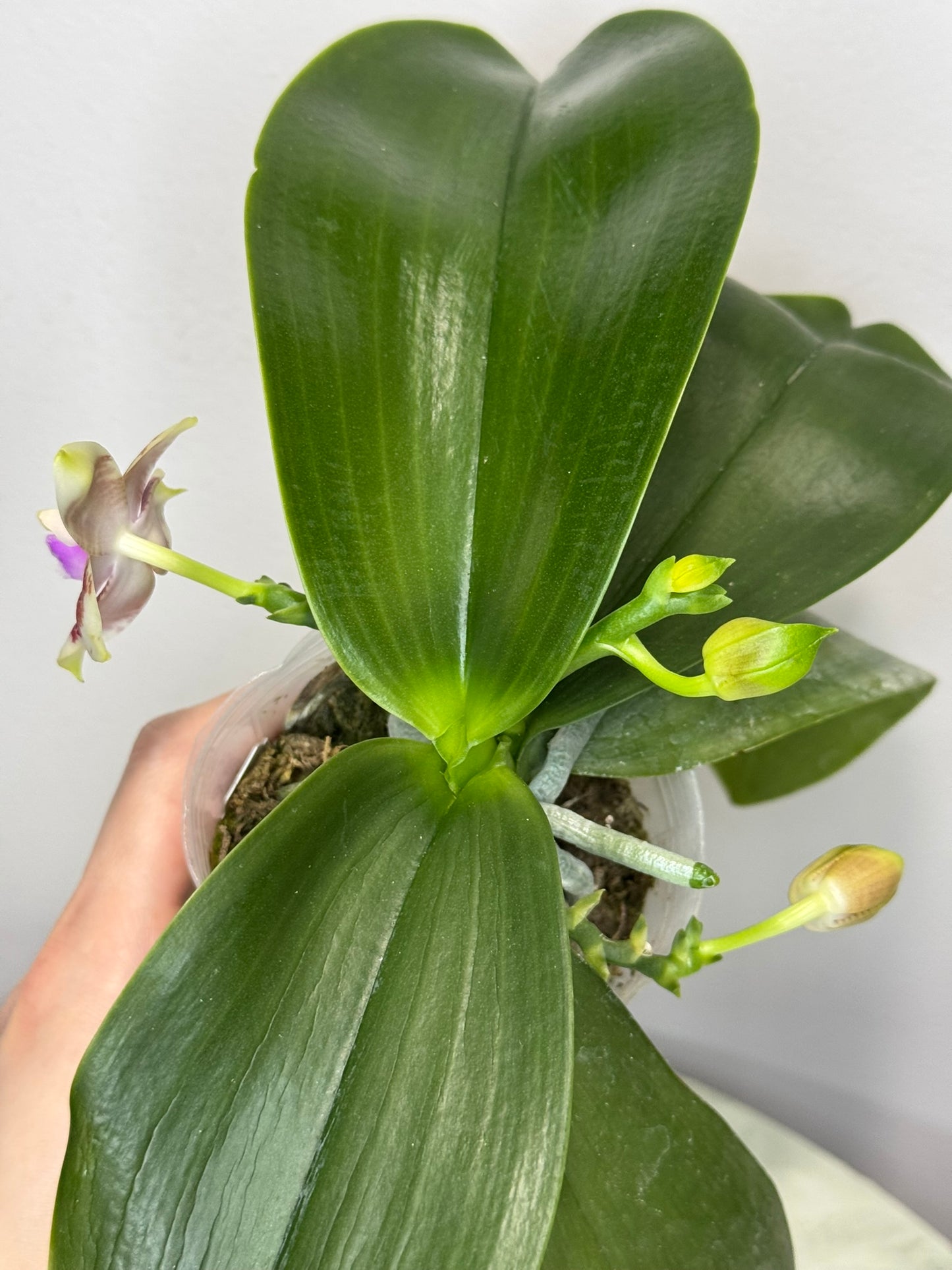 Exact Plant: QA008: Phal. Yaphon Lover x Mituo Purple Dragon #6 blue circle