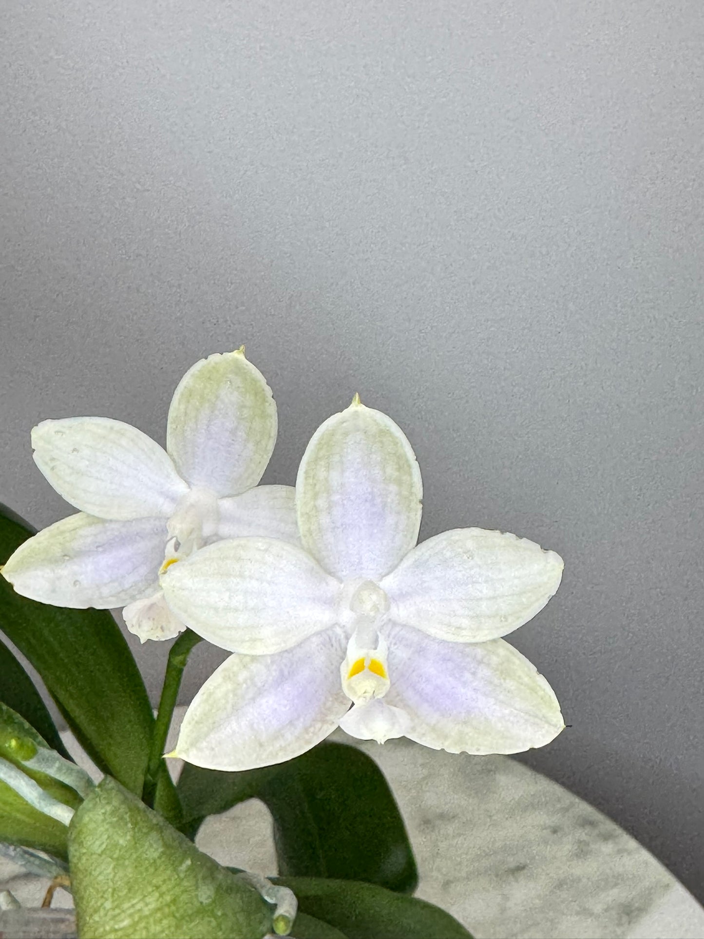 Exact Plant: QM388: Phal. Yungho Gelb Canary 'Green Apple' x Mituo Purple Dragon blue spots