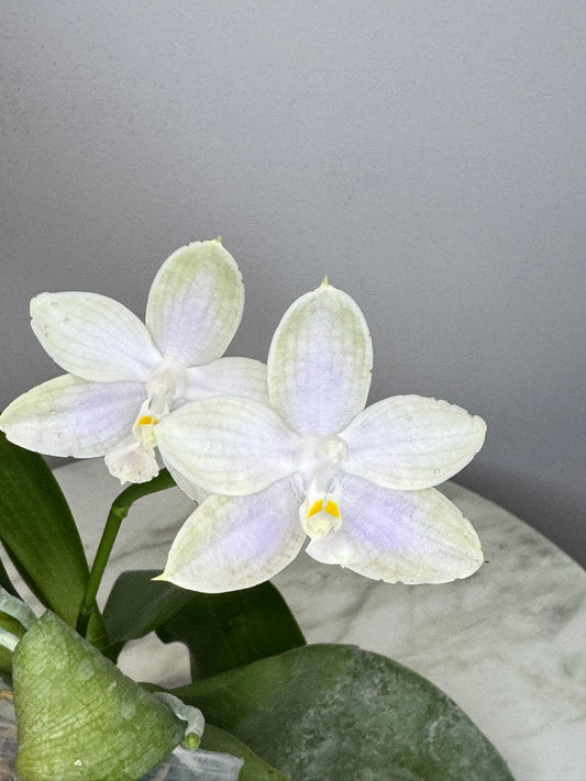 Exact Plant: QM388: Phal. Yungho Gelb Canary 'Green Apple' x Mituo Purple Dragon blue spots