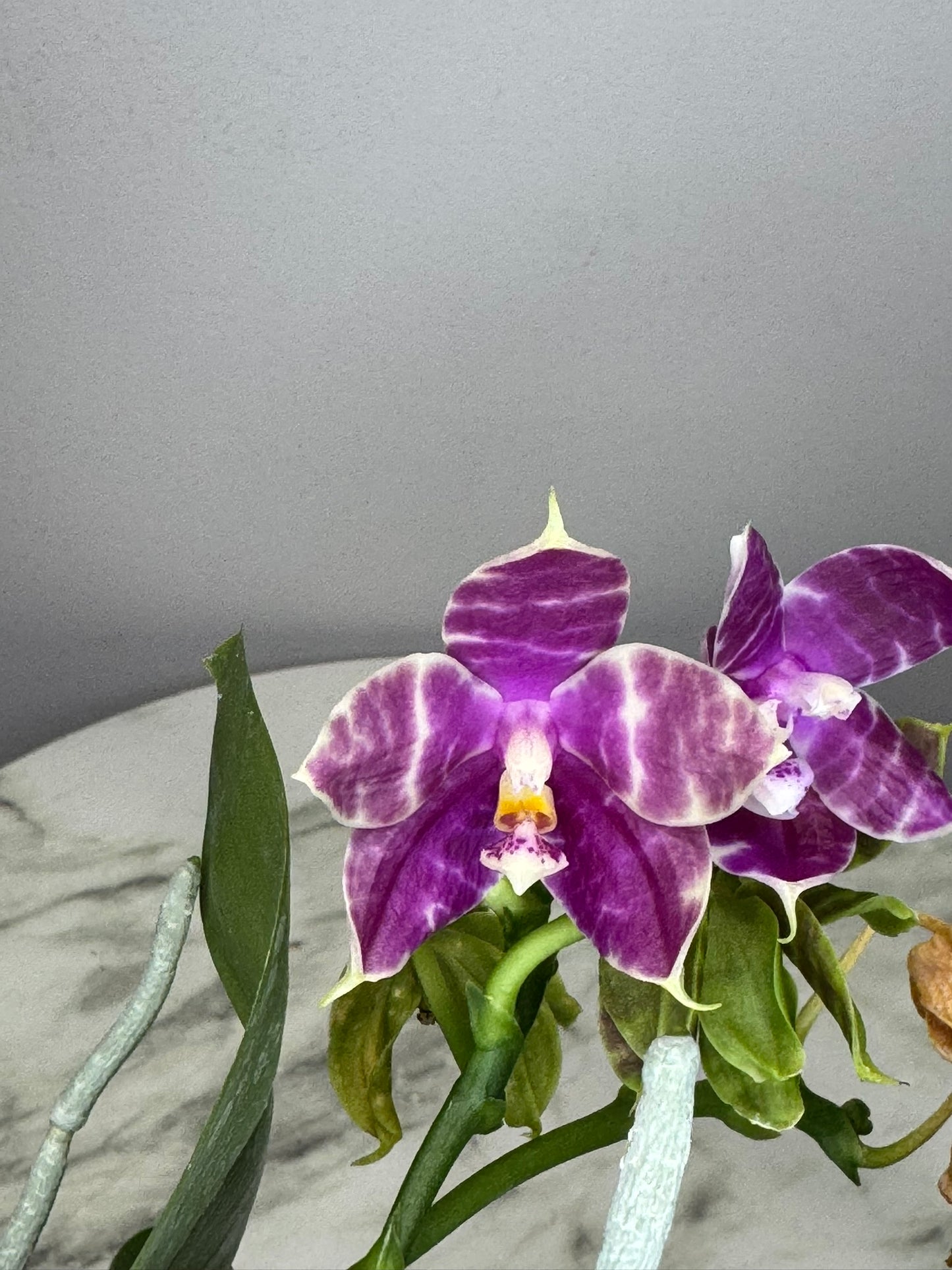 Exact Plant QM410: Phla. Mituo Purple Dragon #4 x ES-009(Hannover Passion x C Y Halo)