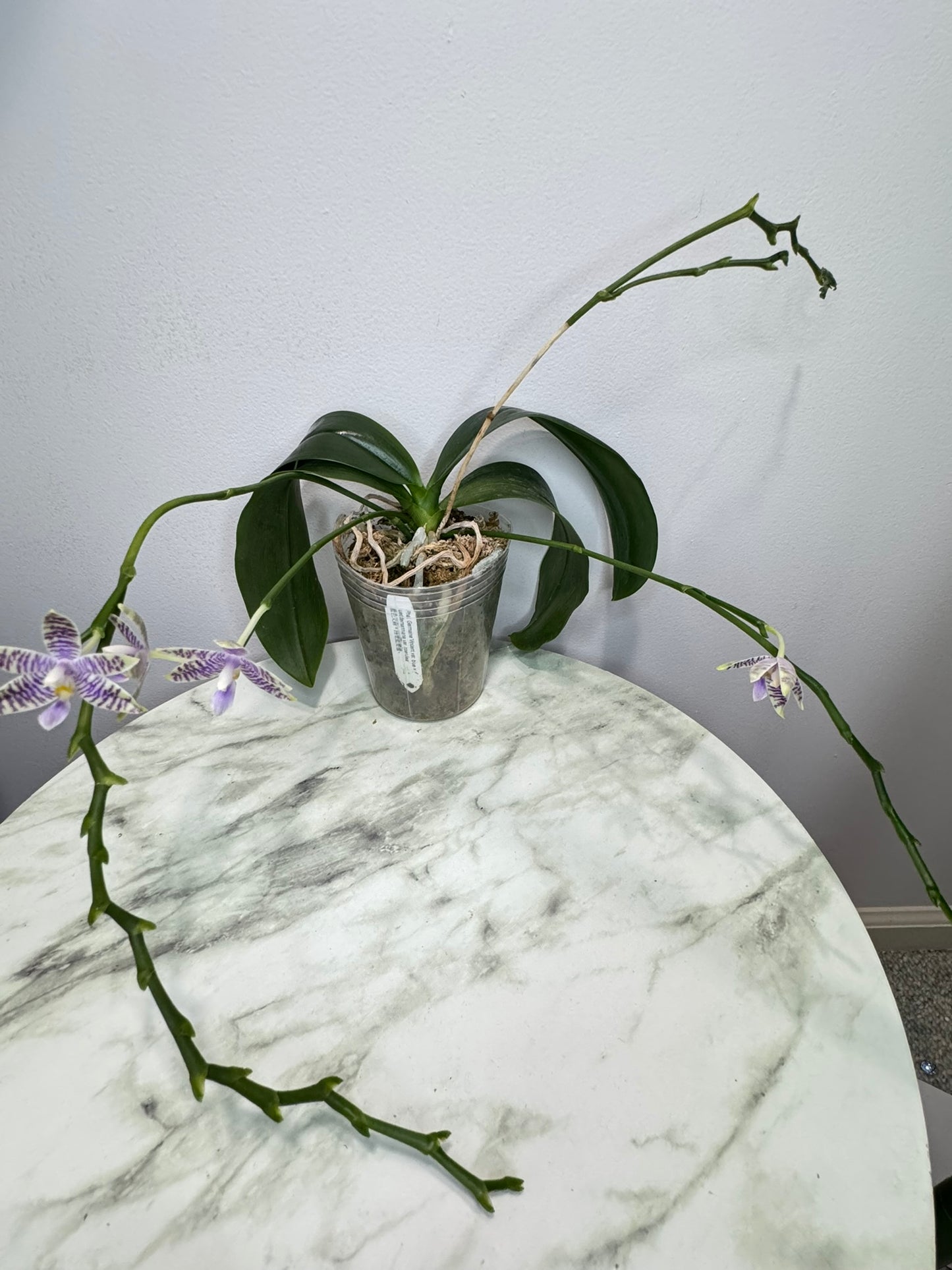 Exact Plant: Phal. Germaine Vincent var. blue × lueddemanniana var. coerulea, 3.5' pot, rare, fragrant