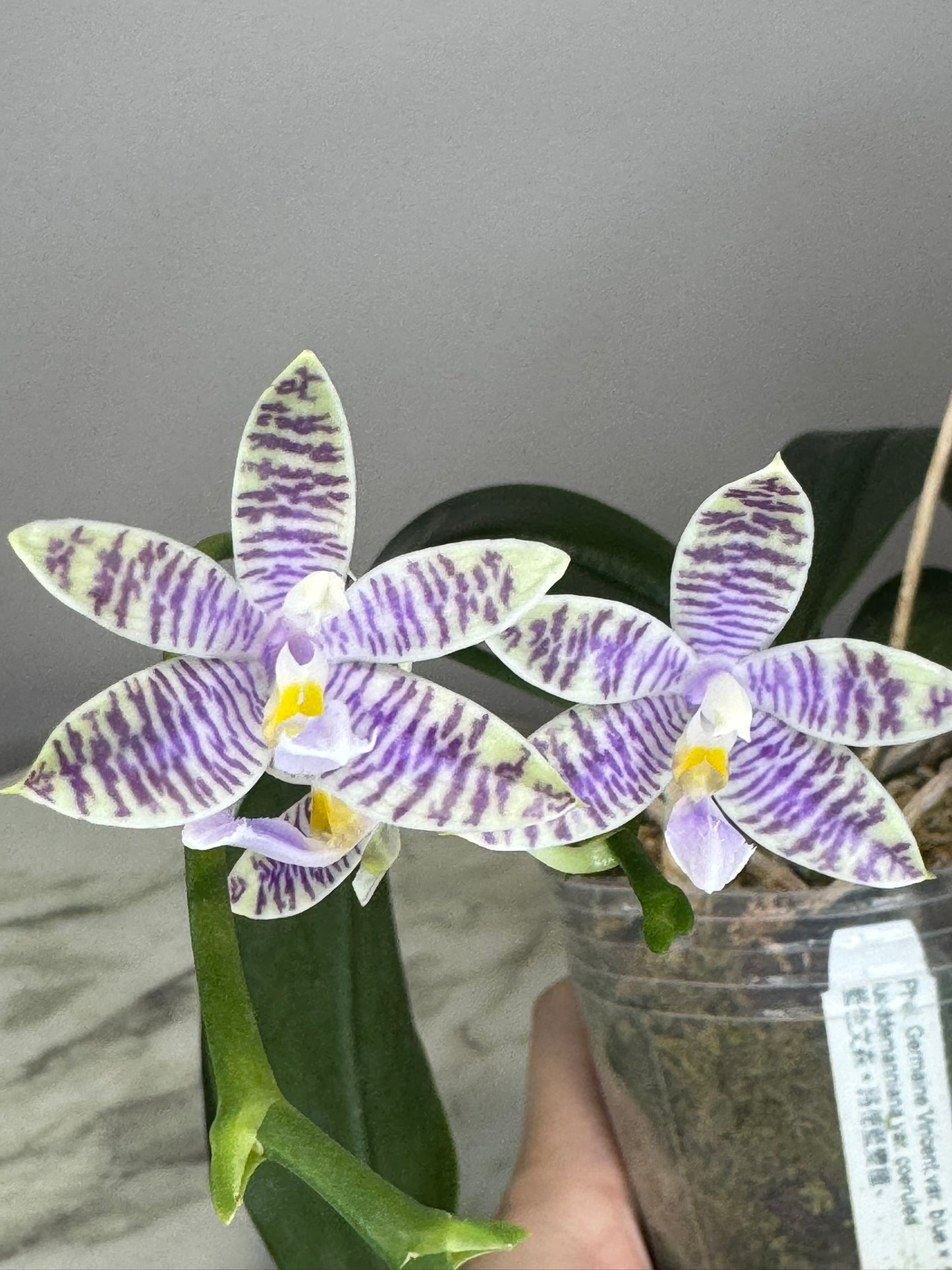 Exact Plant: Phal. Germaine Vincent var. blue × lueddemanniana var. coerulea, 3.5' pot, rare, fragrant