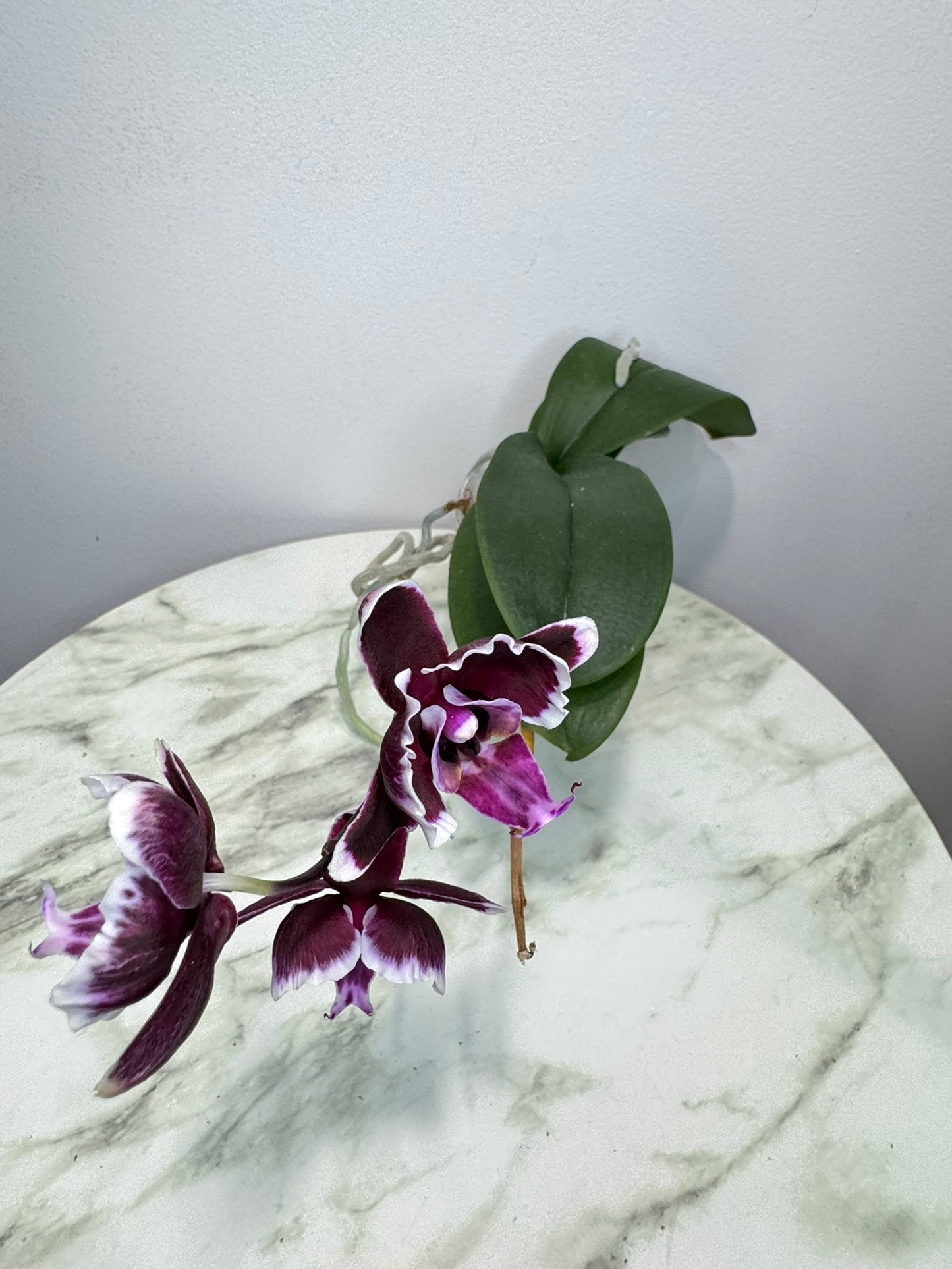 Exact Plant: Phal Summer Breath (Sogo Yukidian x Chian Xen Pearl) 夏日气息