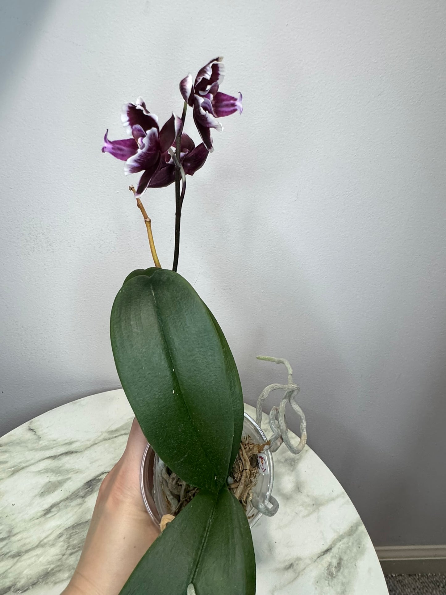 Exact Plant: Phal Summer Breath (Sogo Yukidian x Chian Xen Pearl) 夏日气息