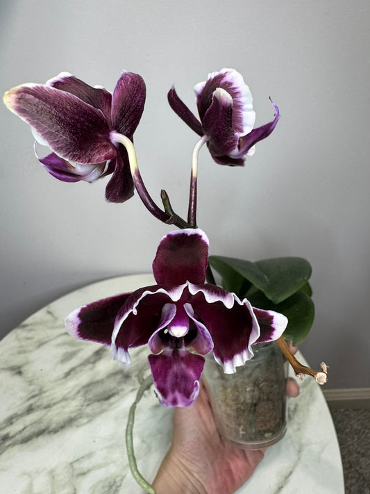 Exact Plant: Phal Summer Breath (Sogo Yukidian x Chian Xen Pearl) 夏日气息