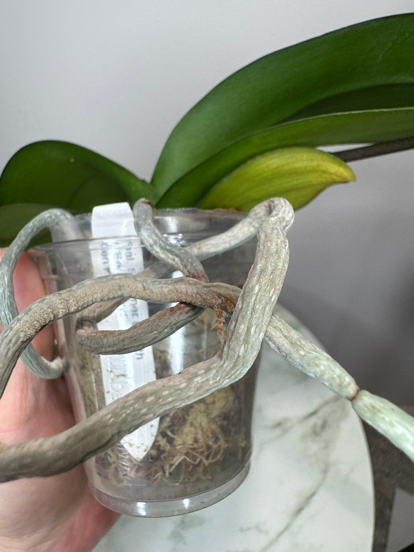 Exact Plant: Phal Summer Breath (Sogo Yukidian x Chian Xen Pearl) 夏日气息