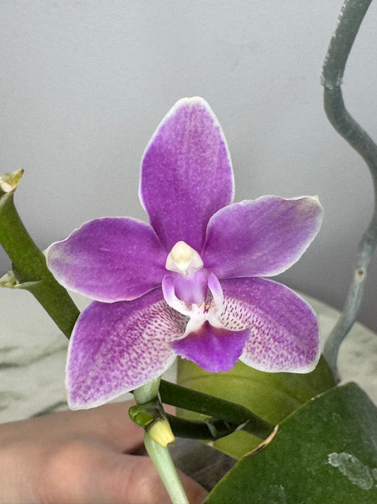 Exact Plant: Phal Nobby's Pacific Sunset x Yaphon Perfume 香氛夕阳