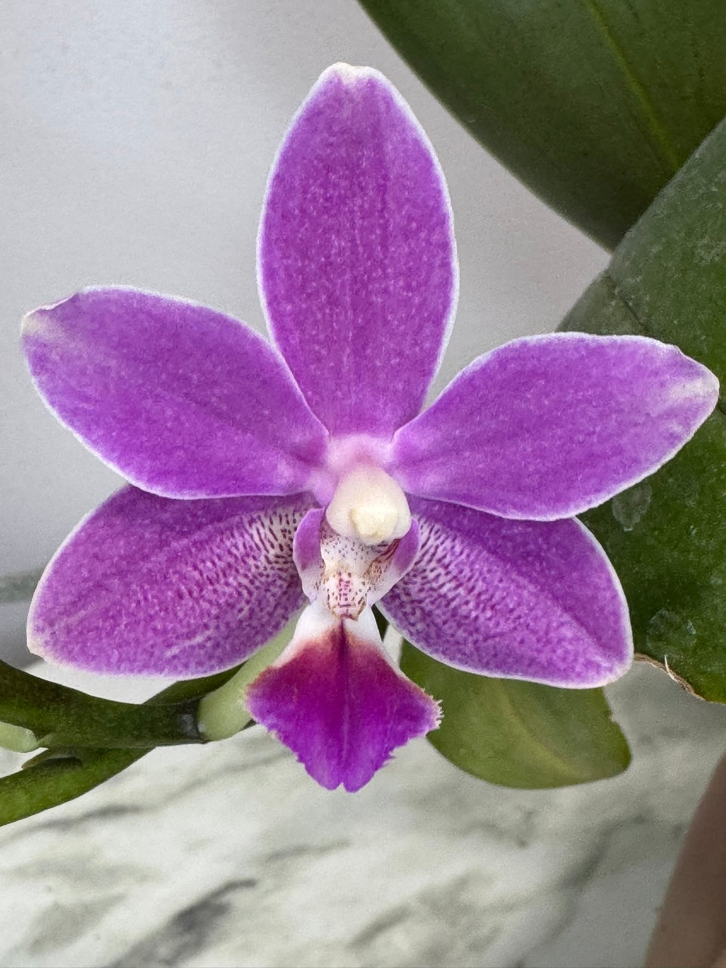 Exact Plant: Phal Nobby's Pacific Sunset x Yaphon Perfume 香氛夕阳