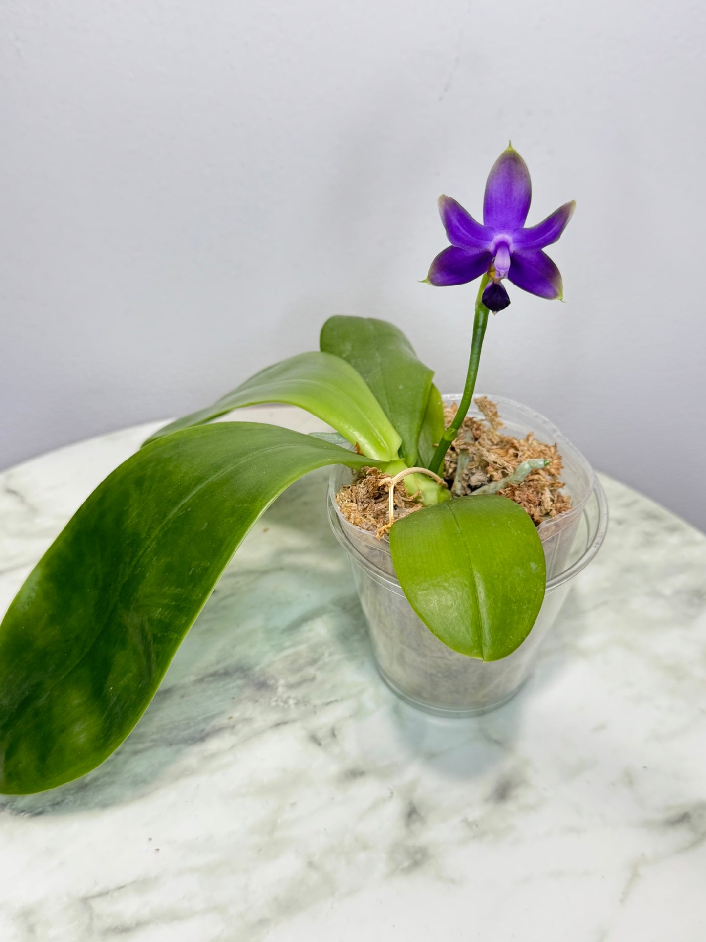 Exact Plant: Phal violacea var. indigo x sib 荧光蝴蝶兰indigo, rich aroma