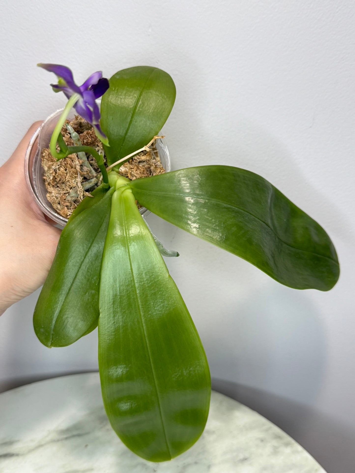 Exact Plant: Phal violacea var. indigo x sib 荧光蝴蝶兰indigo, rich aroma