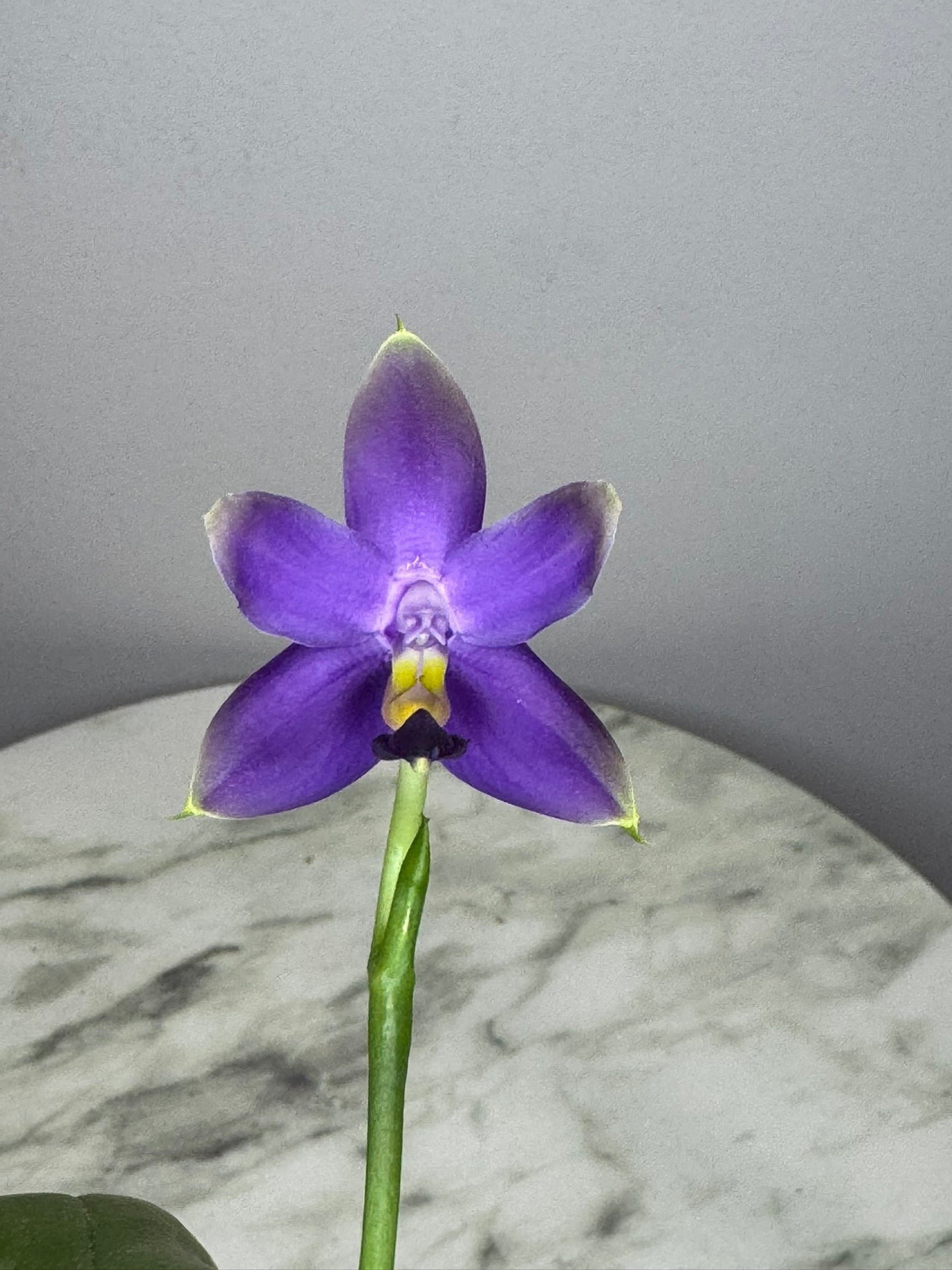 Exact Plant: Phal violacea var. indigo x sib 荧光蝴蝶兰indigo, rich aroma