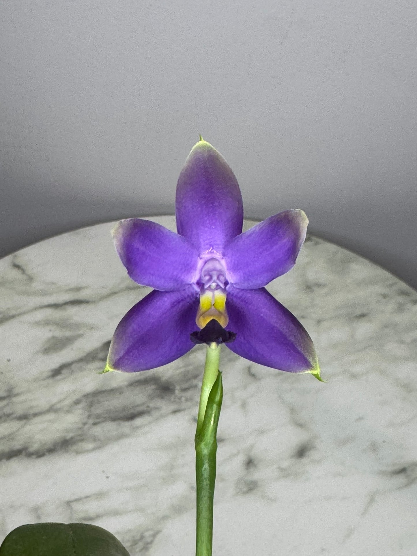 Exact Plant: Phal violacea var. indigo x sib 荧光蝴蝶兰indigo, rich aroma