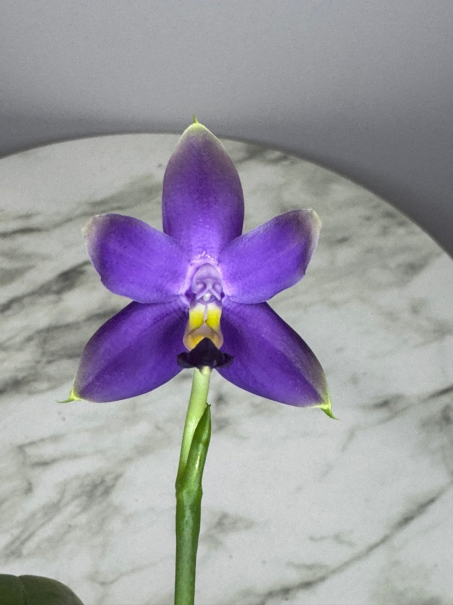 Exact Plant: Phal violacea var. indigo x sib 荧光蝴蝶兰indigo, rich aroma