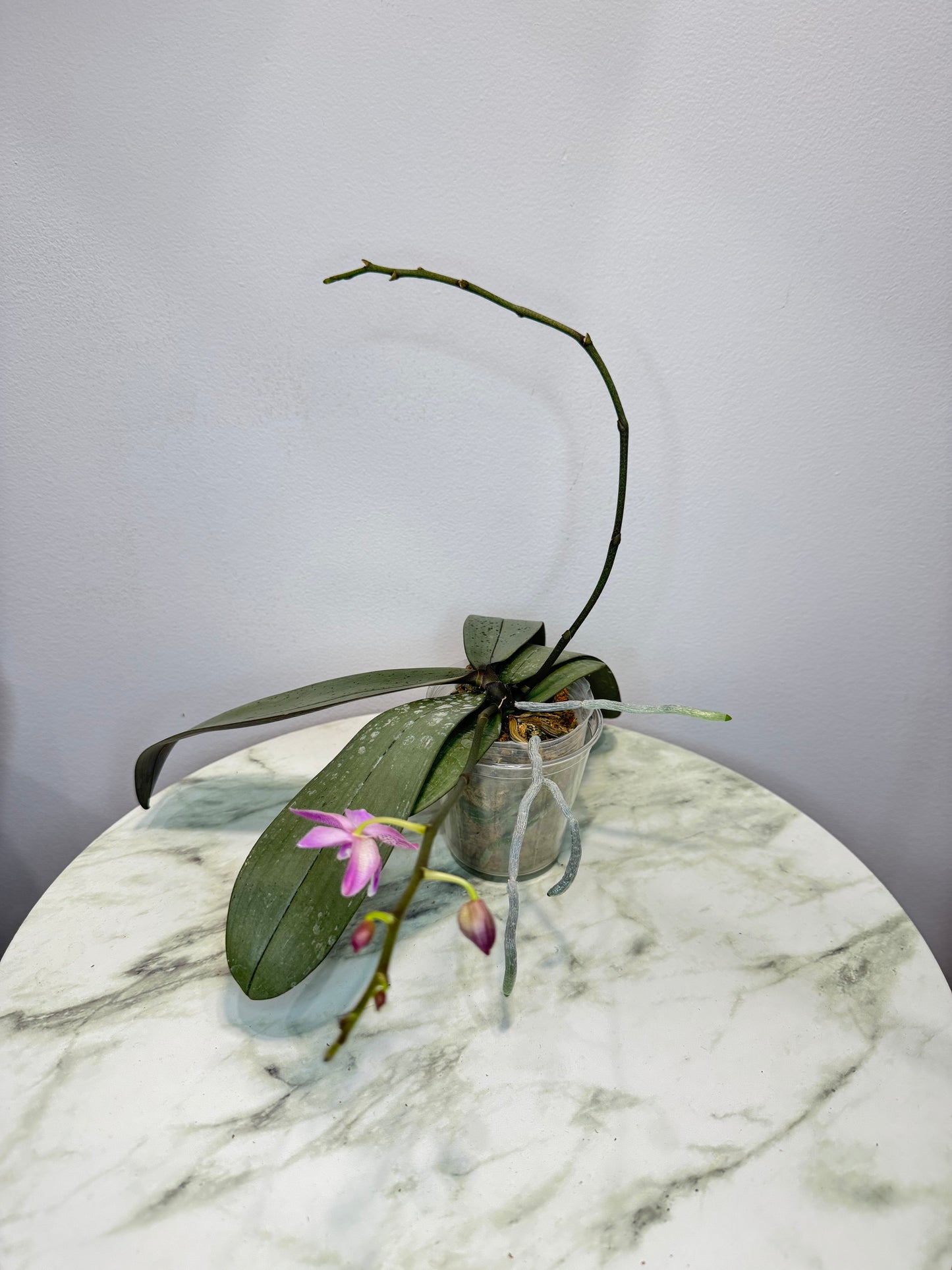 Exact Plant: Phal Bronze Maiden (=schilleriana x mannii 'Black'), silver leaves, fragrant