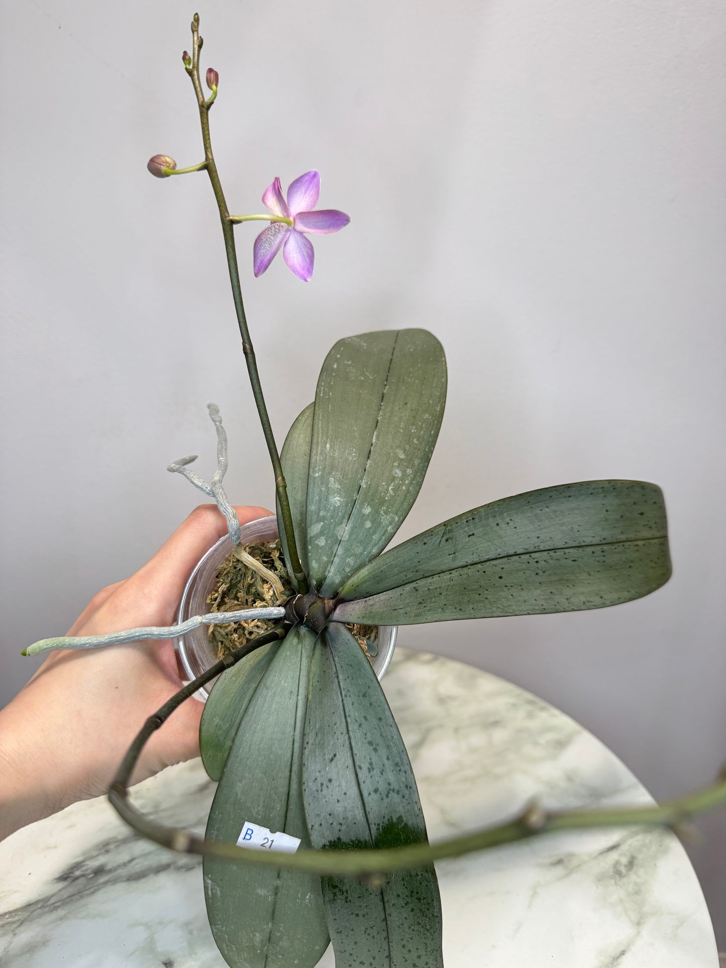 Exact Plant: Phal Bronze Maiden (=schilleriana x mannii 'Black'), silver leaves, fragrant