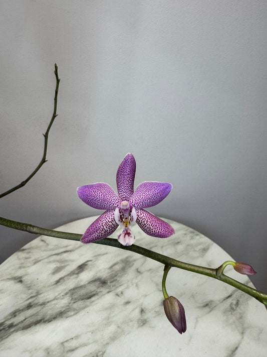 Exact Plant: Phal Bronze Maiden (=schilleriana x mannii 'Black'), silver leaves, fragrant