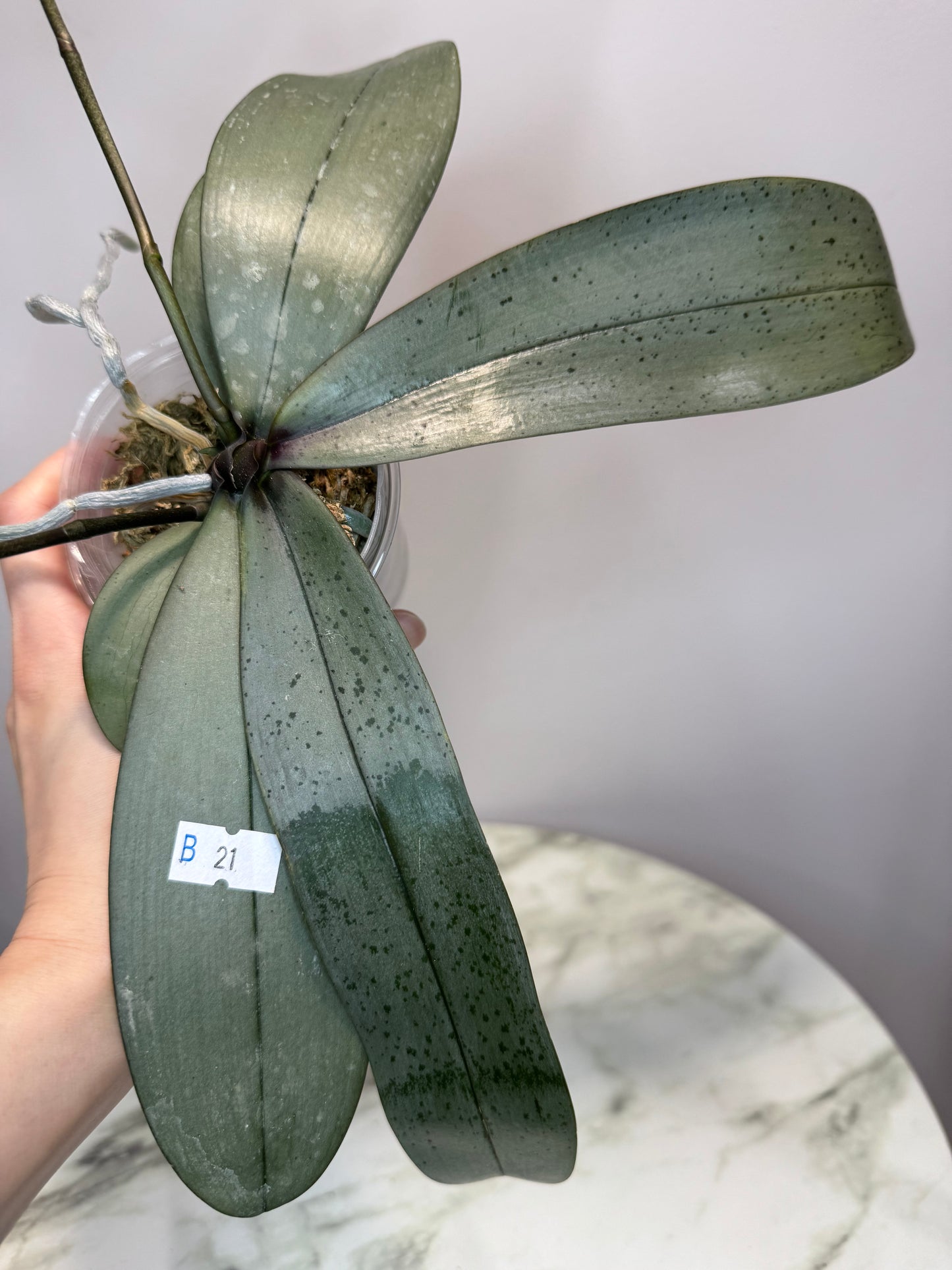 Exact Plant: Phal Bronze Maiden (=schilleriana x mannii 'Black'), silver leaves, fragrant