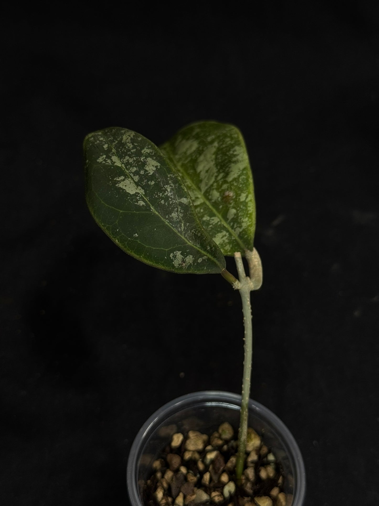 Hoya Rintzii high splash, rare and splashy foliage