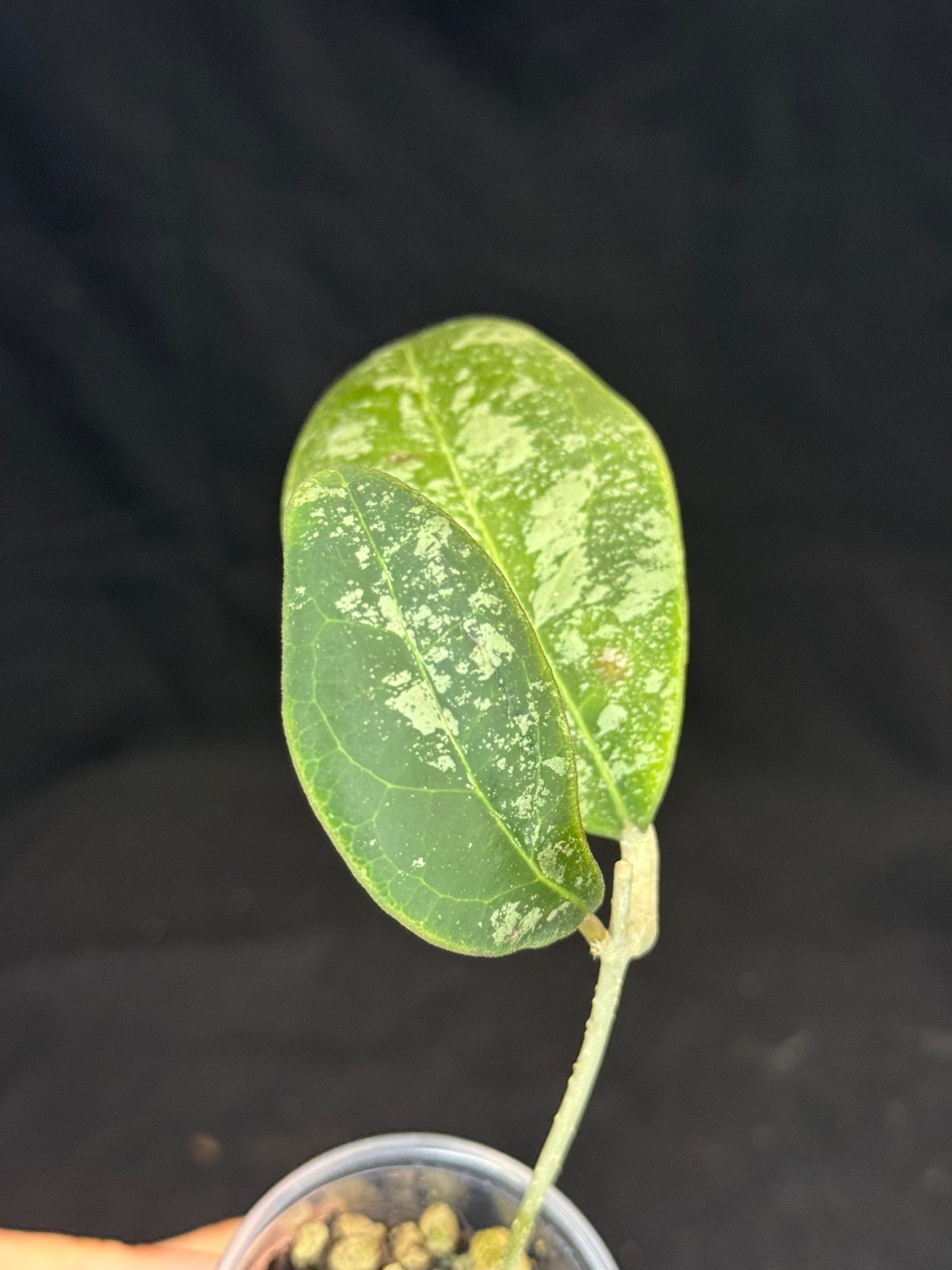 Hoya Rintzii high splash, rare and splashy foliage