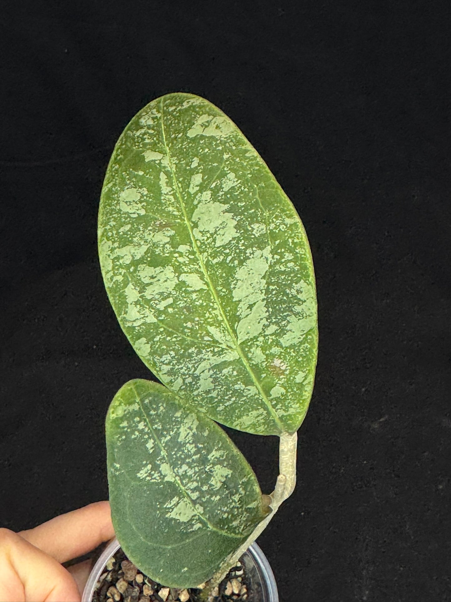 Hoya Rintzii high splash, rare and splashy foliage