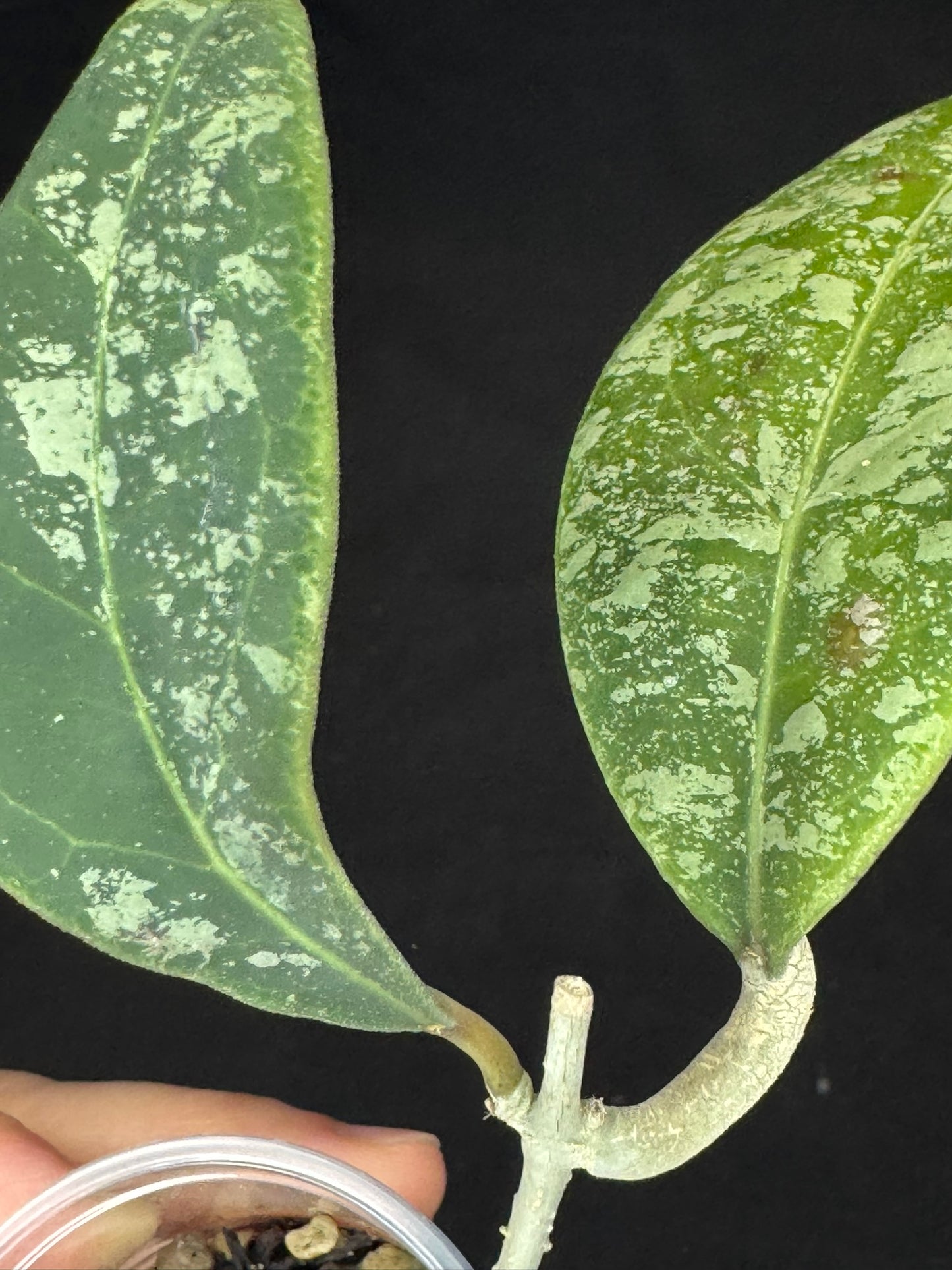 Hoya Rintzii high splash, rare and splashy foliage