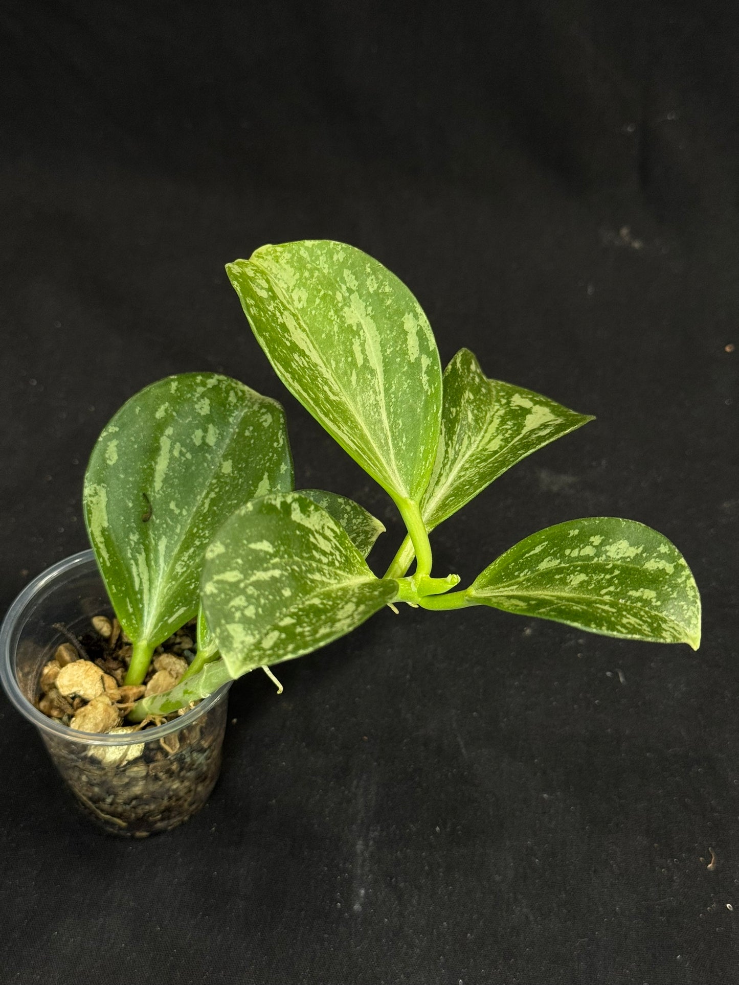 UNICORN🦄! Hoya pachyclada splash(#2), established splashy plant with multiple leaves, rare