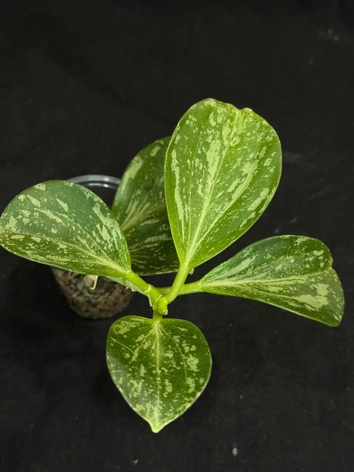 UNICORN🦄! Hoya pachyclada splash(#2), established splashy plant with multiple leaves, rare