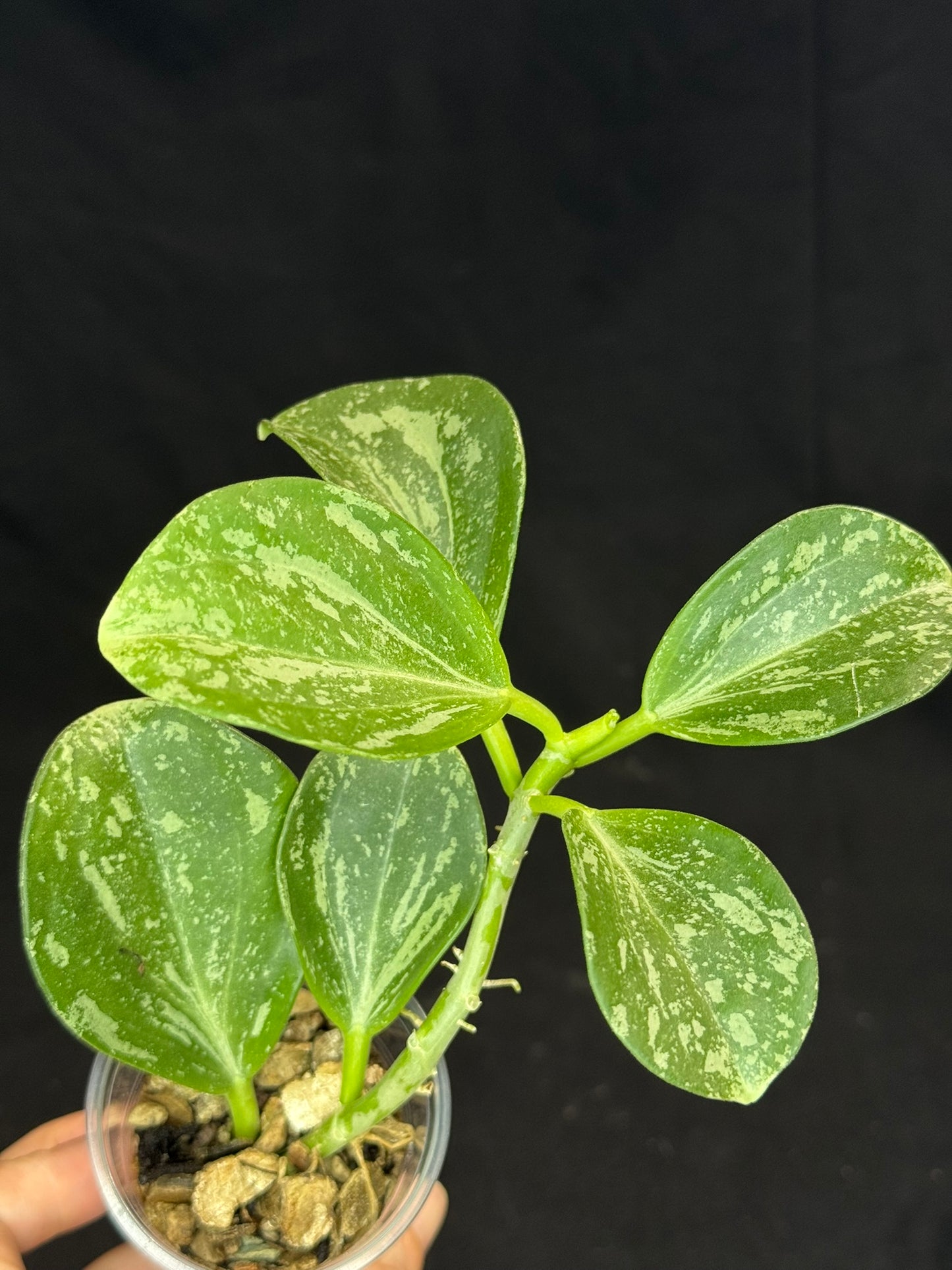UNICORN🦄! Hoya pachyclada splash(#2), established splashy plant with multiple leaves, rare