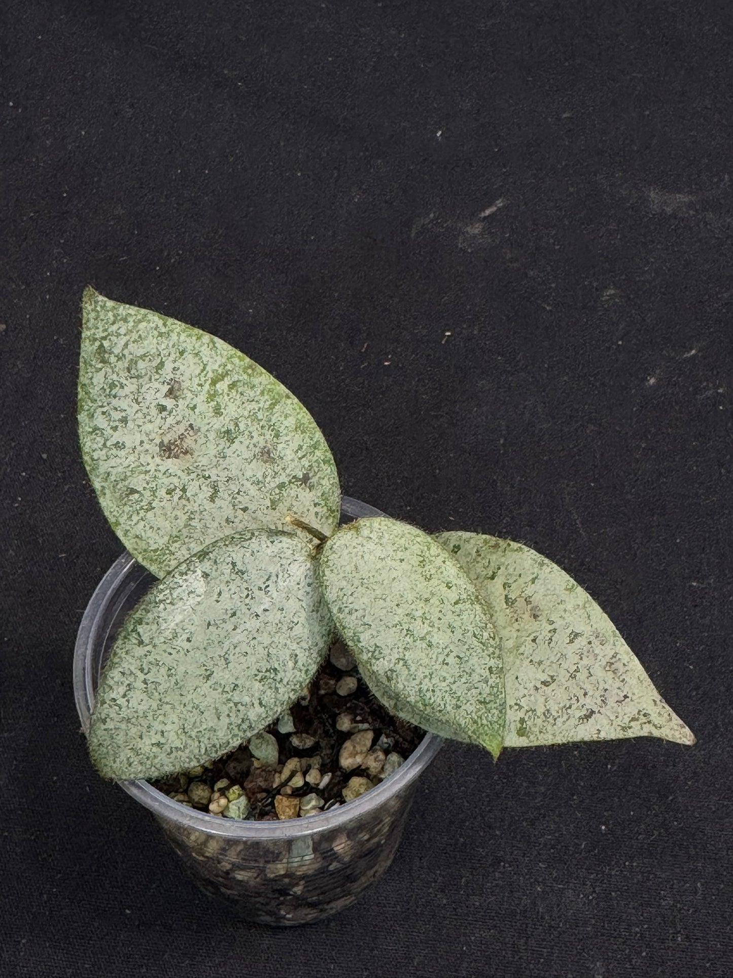 Hoya caudata argene silver, silvery and fuzzy leaves