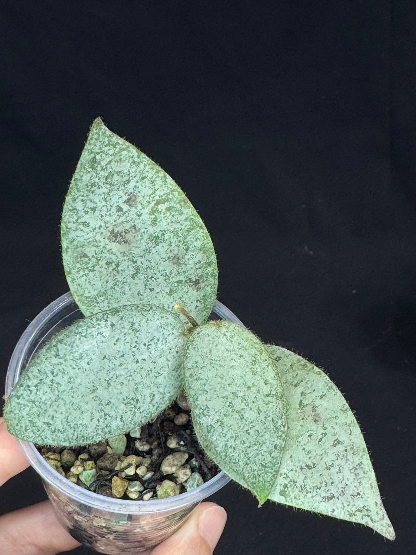 Hoya caudata argene silver, silvery and fuzzy leaves
