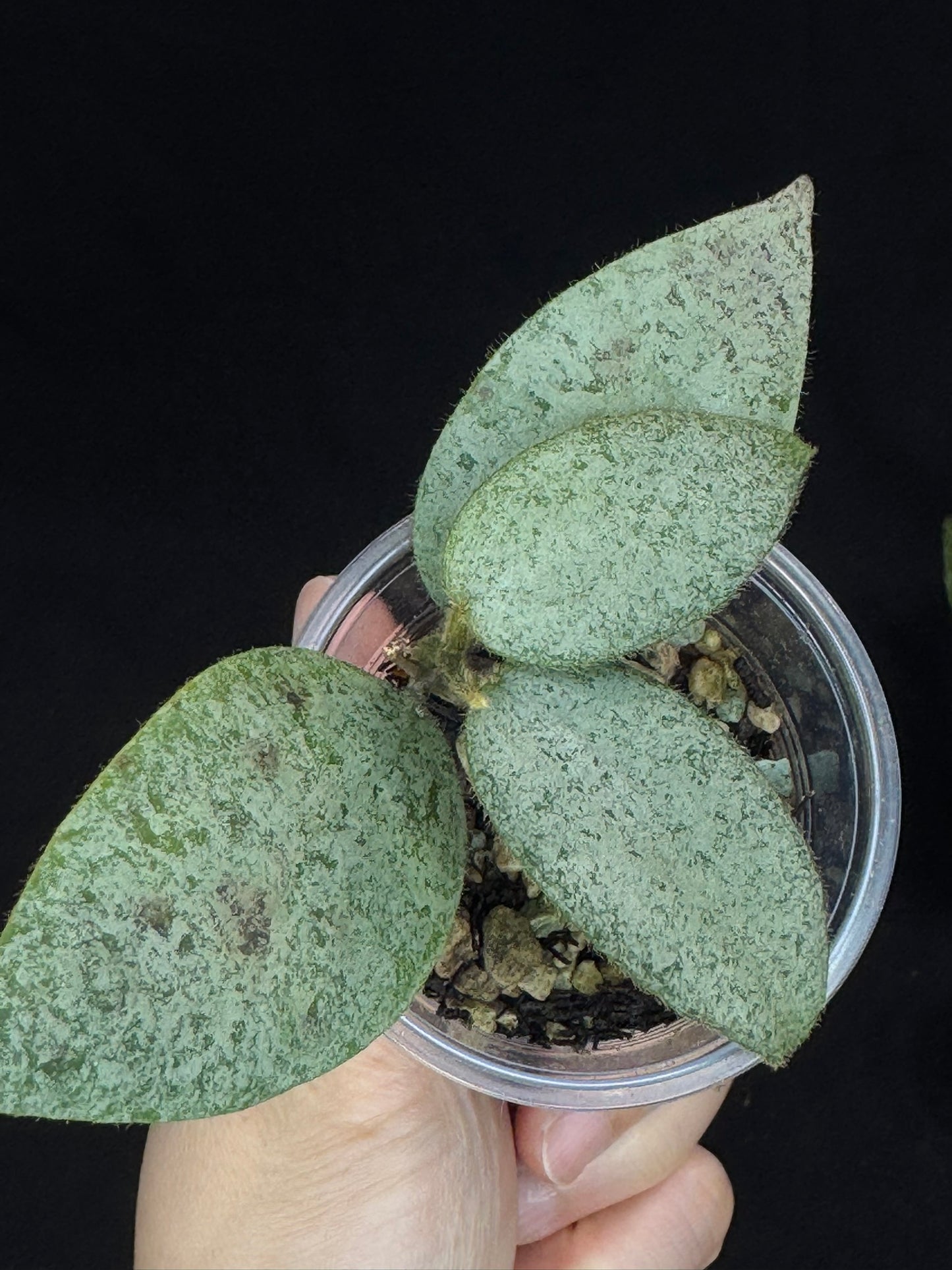 Hoya caudata argene silver, silvery and fuzzy leaves