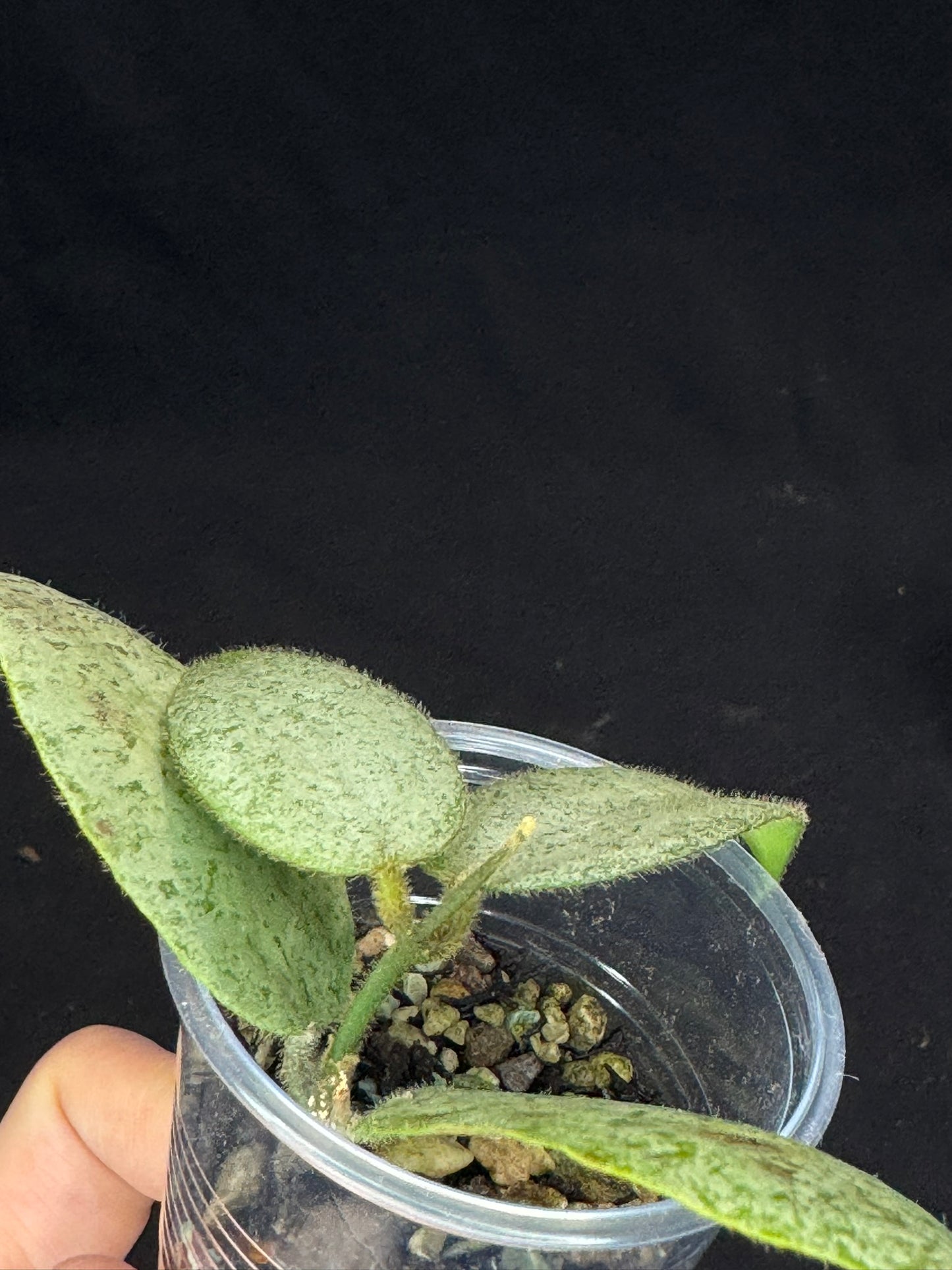 Hoya caudata argene silver, silvery and fuzzy leaves