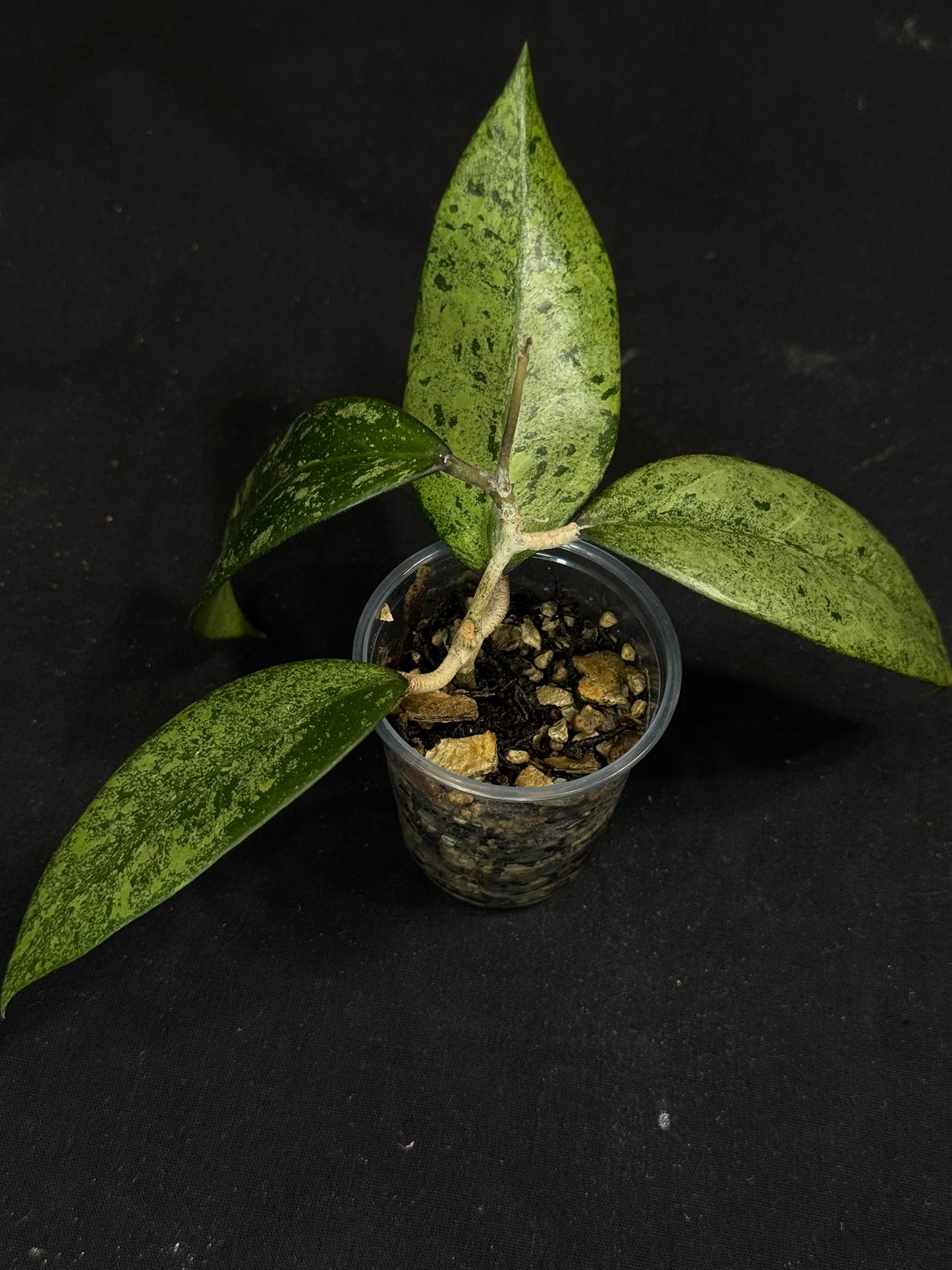 Hoya Verticillata ‘PMp-171’ Splashy/silver