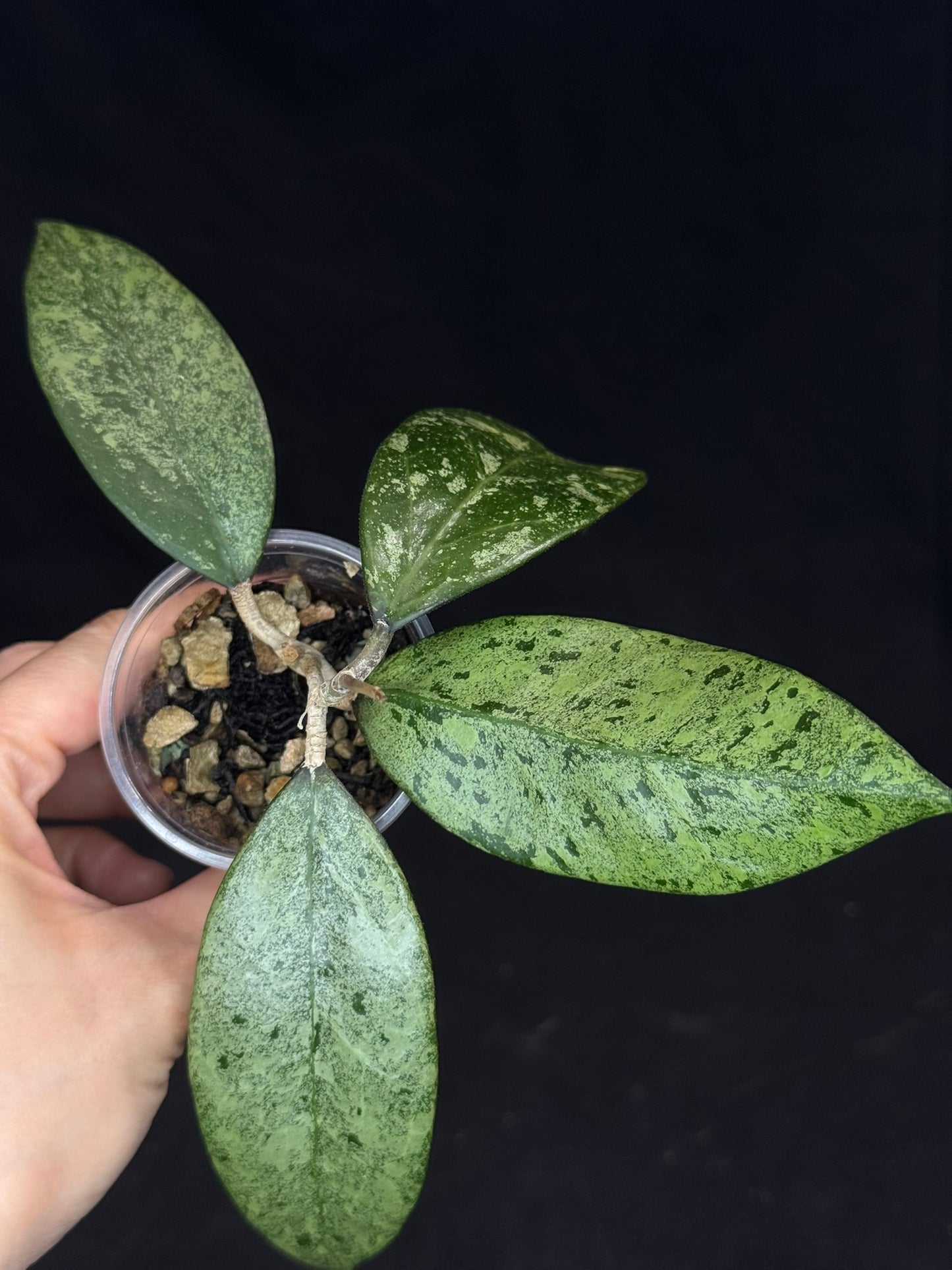 Hoya Verticillata ‘PMp-171’ Splashy/silver