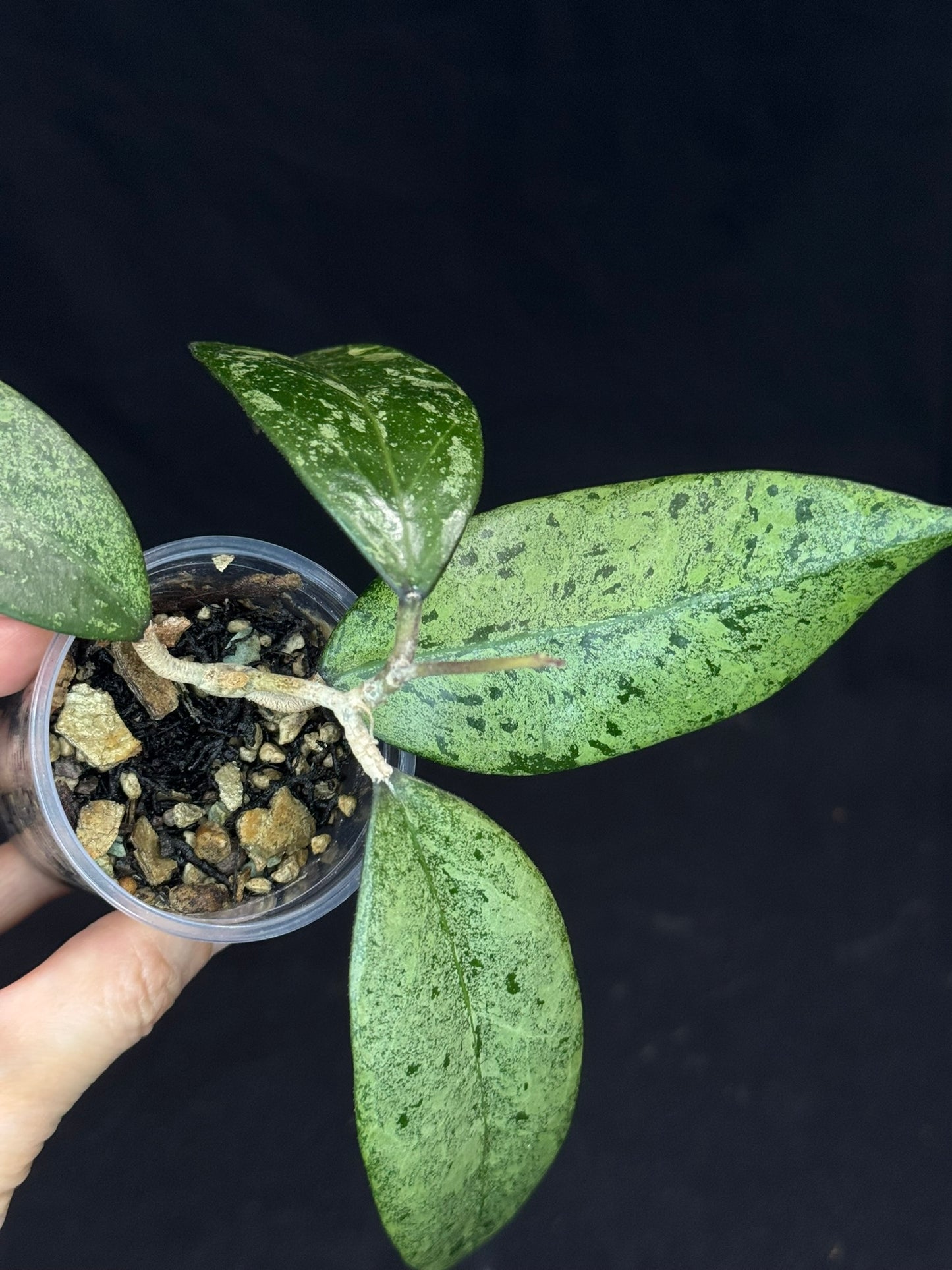 Hoya Verticillata ‘PMp-171’ Splashy/silver