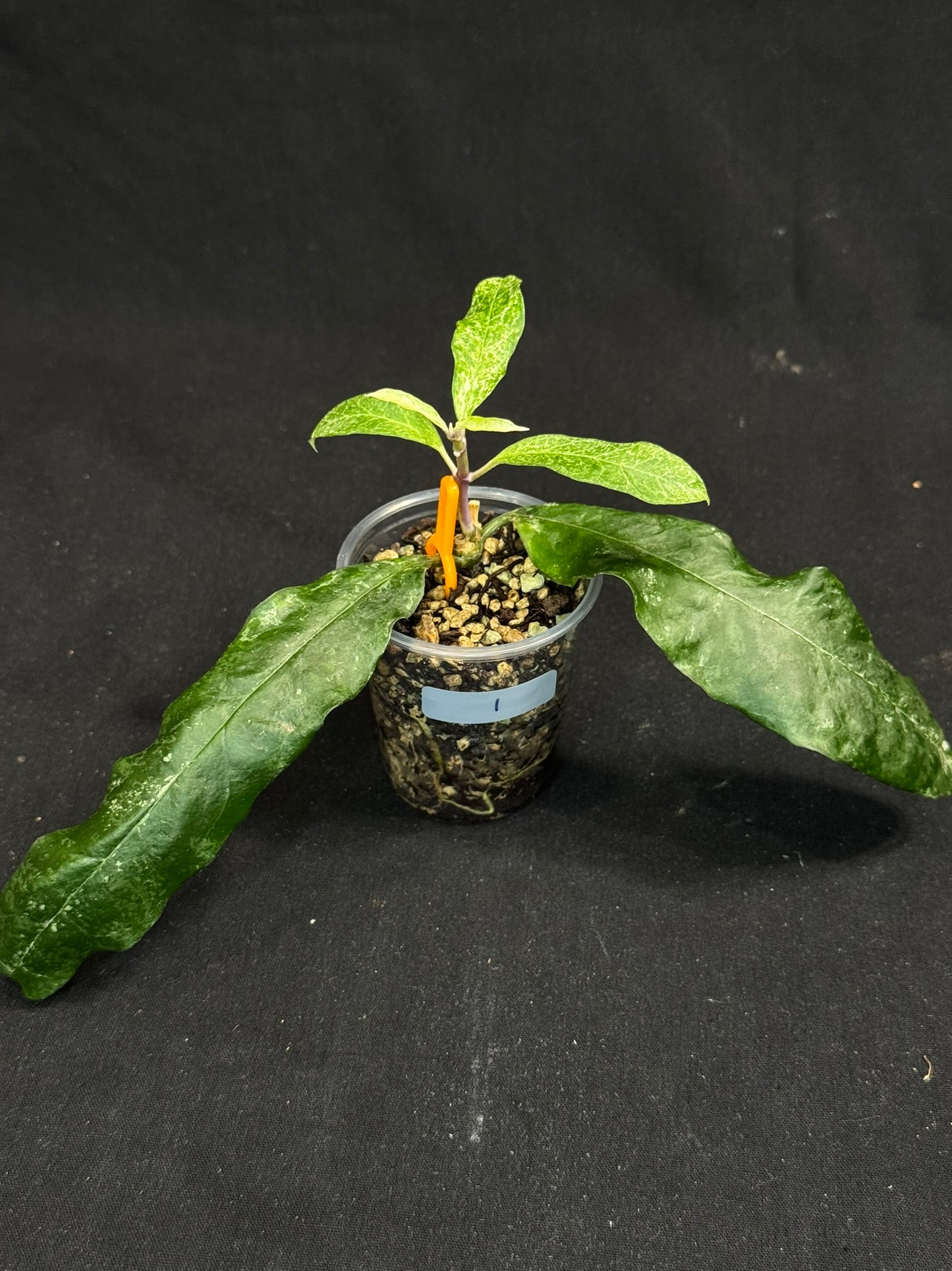 UNICORN🦄! Hoya multiflora lima (#1), special variegation pattern, super rare