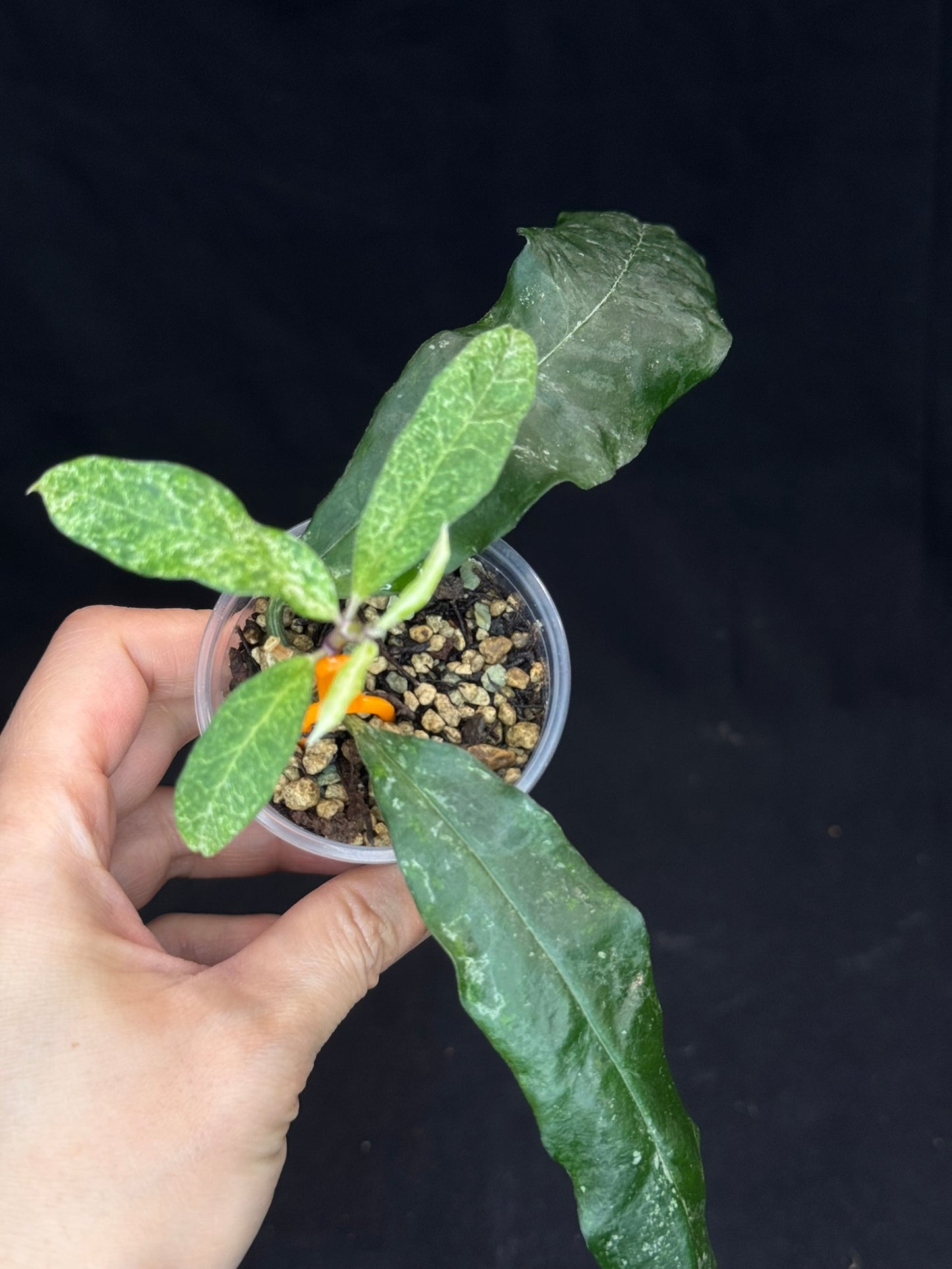 UNICORN🦄! Hoya multiflora lima (#1), special variegation pattern, super rare