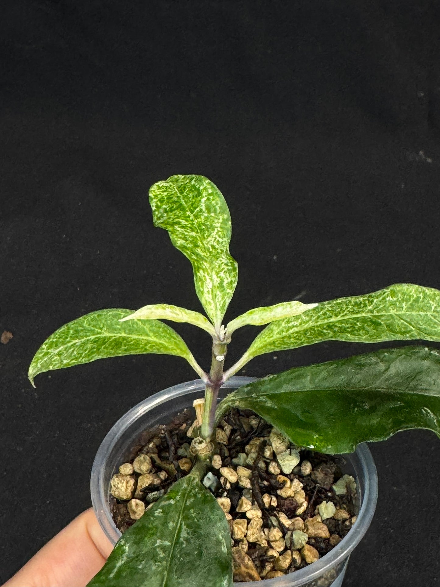 UNICORN🦄! Hoya multiflora lima (#1), special variegation pattern, super rare