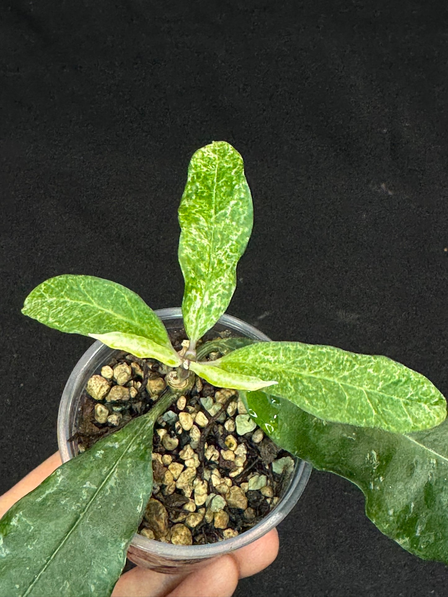 UNICORN🦄! Hoya multiflora lima (#1), special variegation pattern, super rare