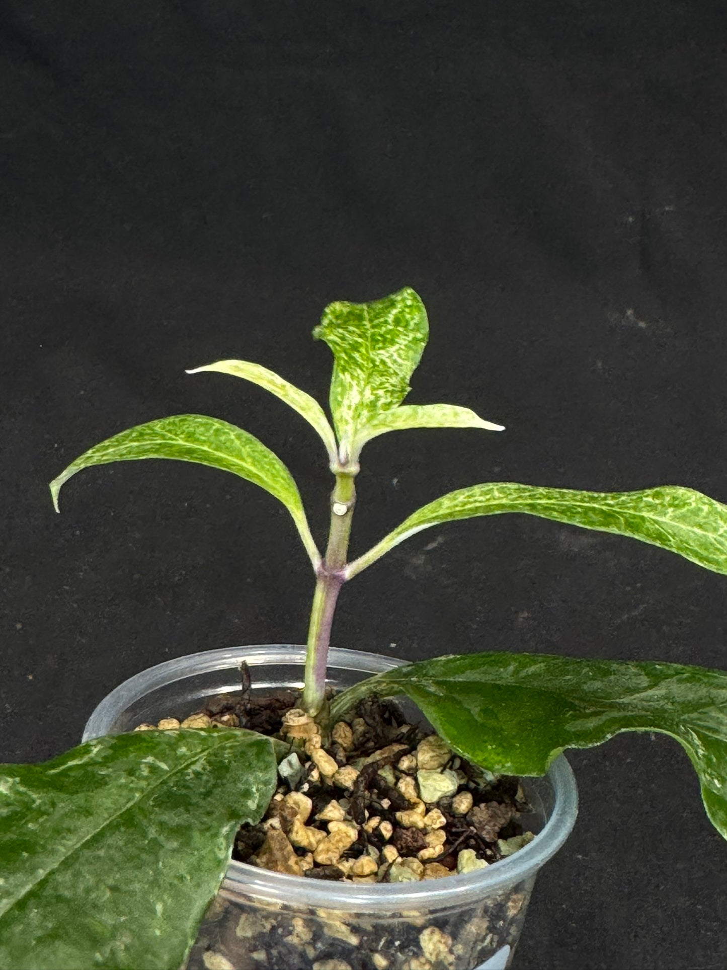UNICORN🦄! Hoya multiflora lima (#1), special variegation pattern, super rare