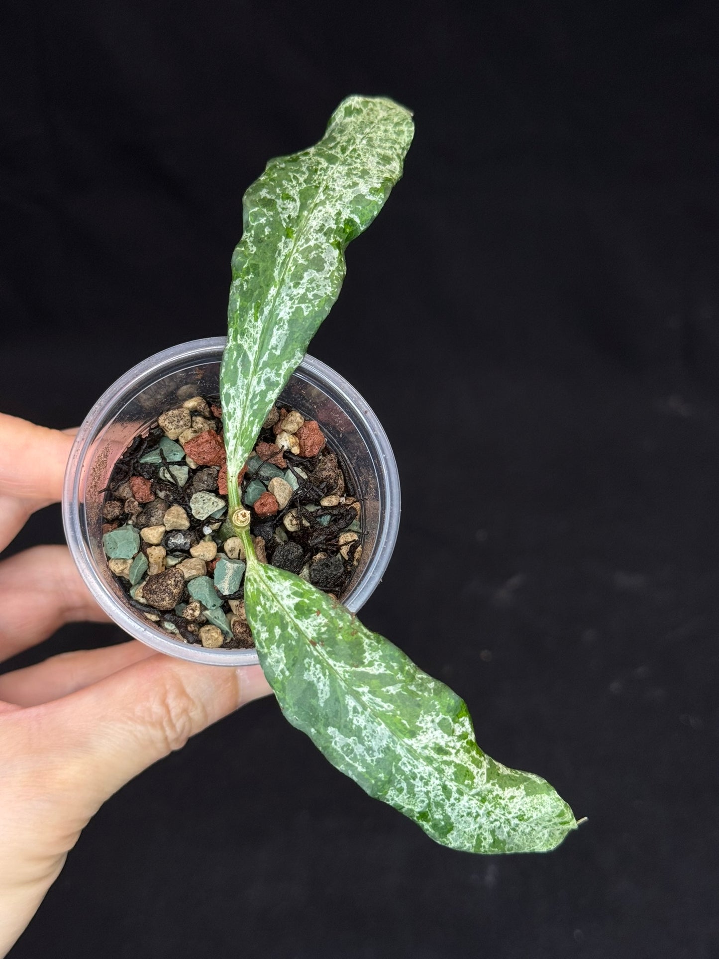 UNICORN🦄! Hoya multiflora lima (#2), special variegation pattern, super rare