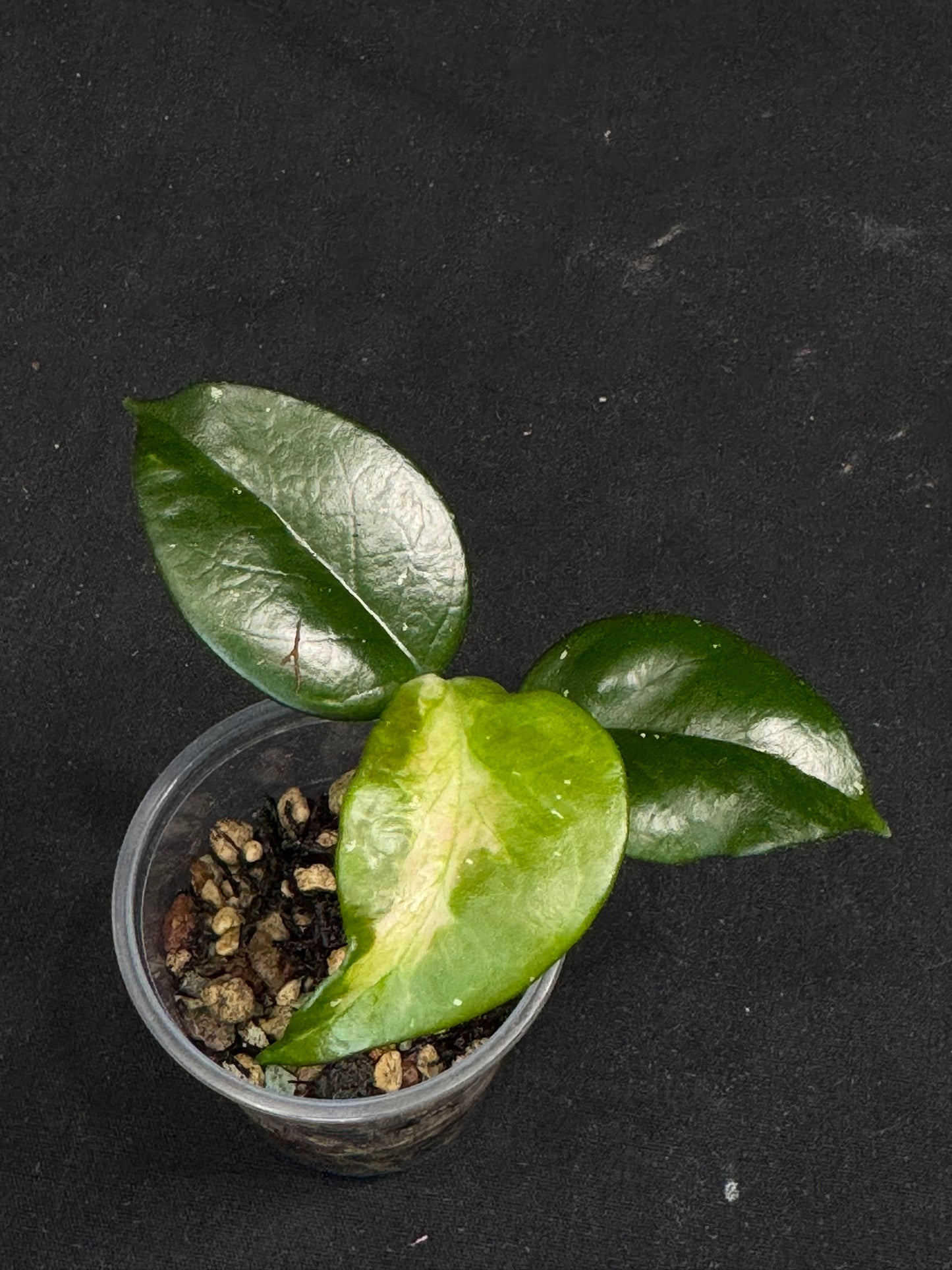 UNICORN🦄! Hoya Carnosa Freckles Variegated, special rare hoya