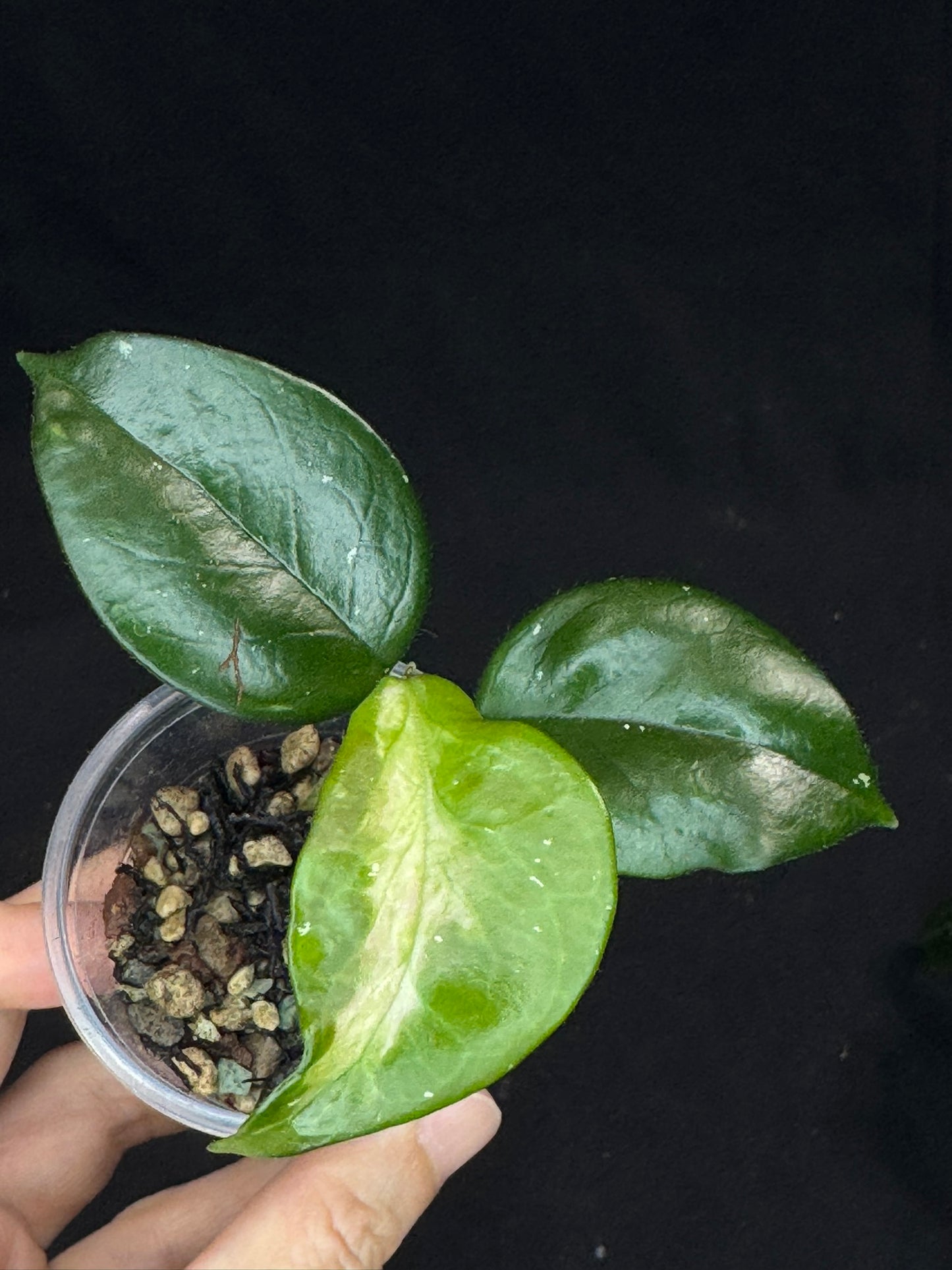 UNICORN🦄! Hoya Carnosa Freckles Variegated, special rare hoya