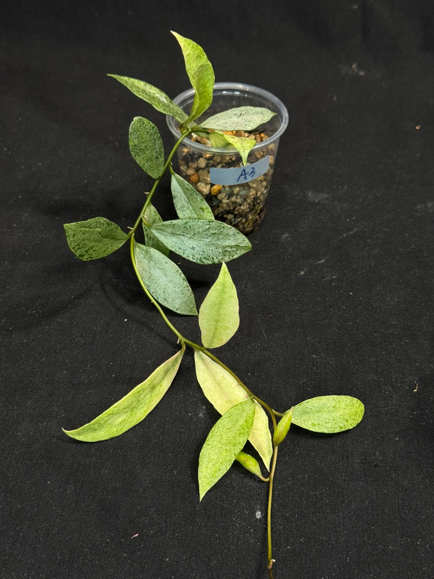 Hoya lacunosa winter pandora (#A3), special