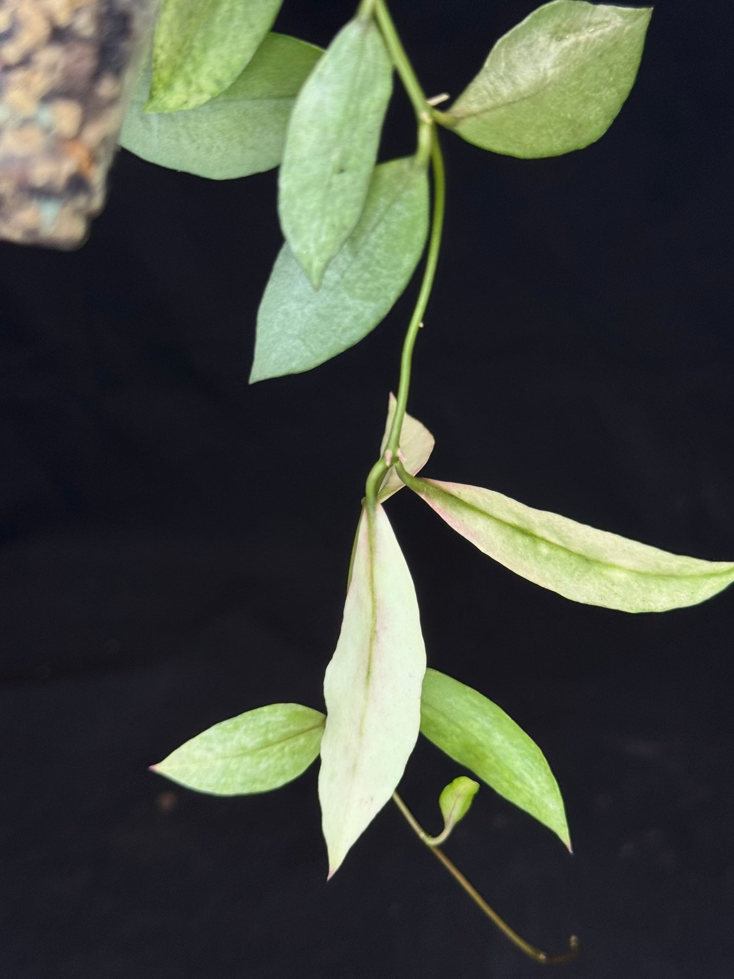 Hoya lacunosa winter pandora (#A3), special