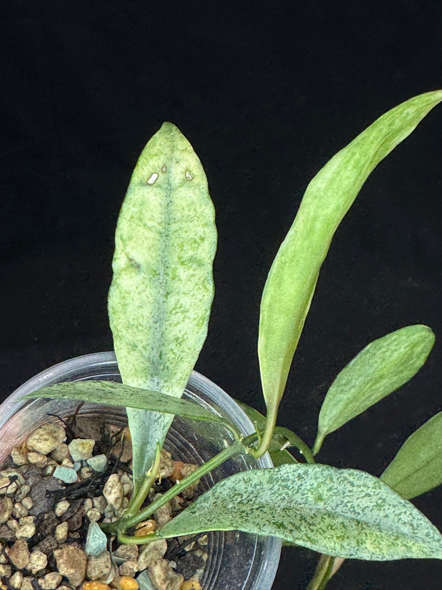 Hoya lacunosa winter pandora (#A3), special
