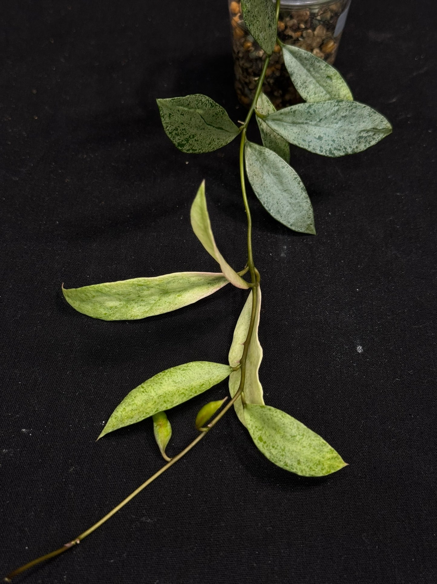 Hoya lacunosa winter pandora (#A3), special